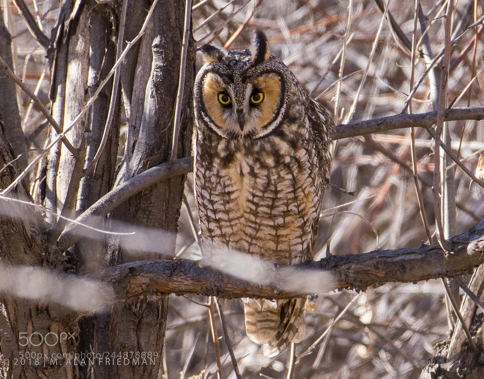 Nikon D500 sample photo. Long-eared owl photography