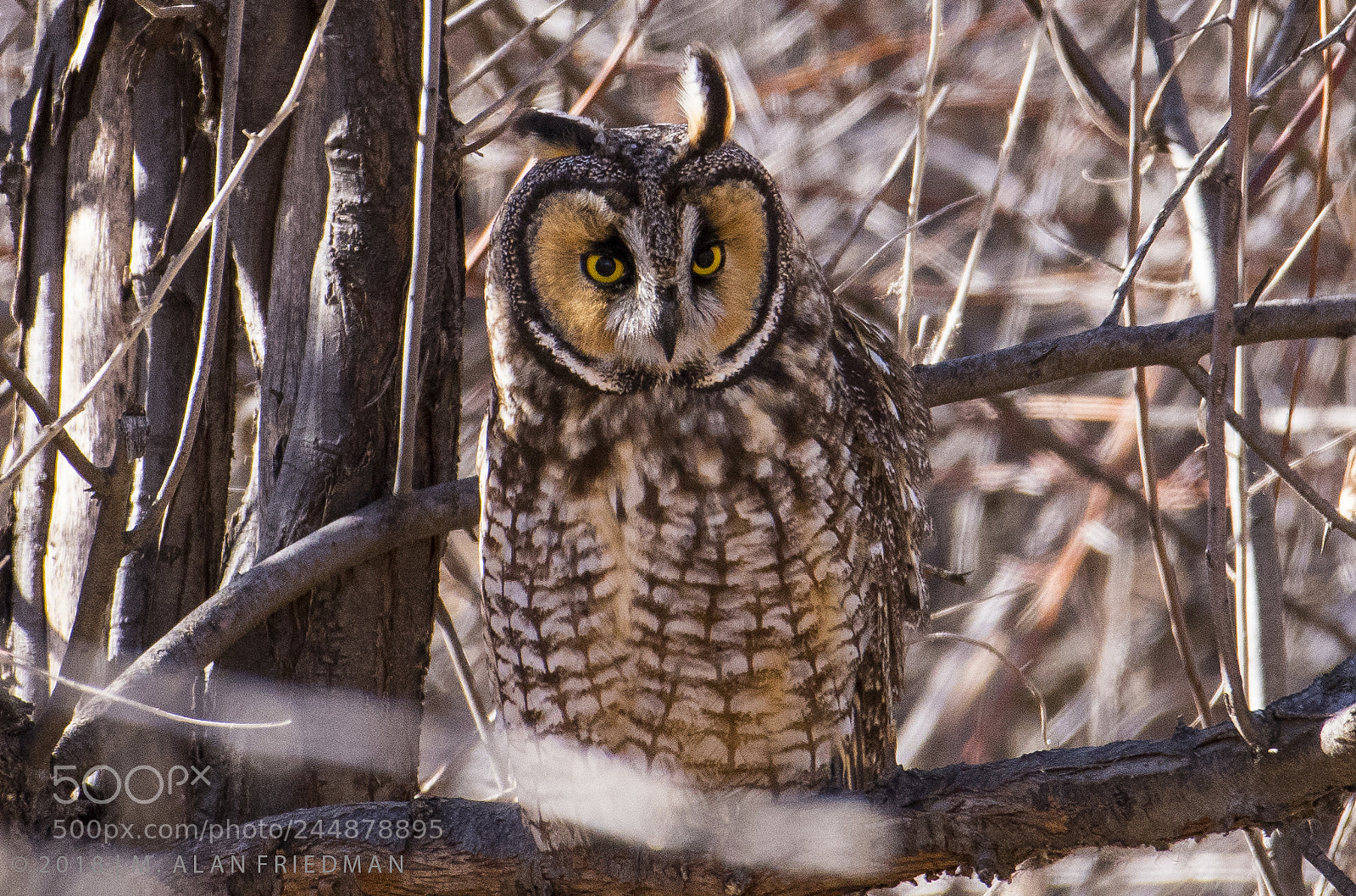 Nikon D500 sample photo. Long-eared owl photography