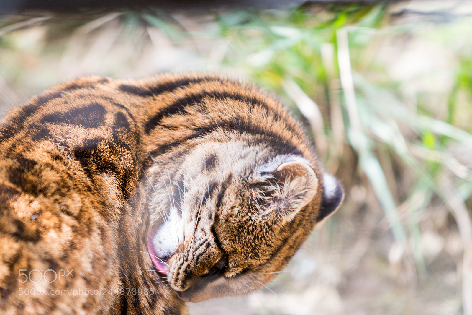 Nikon D500 sample photo. Zoo 1 photography