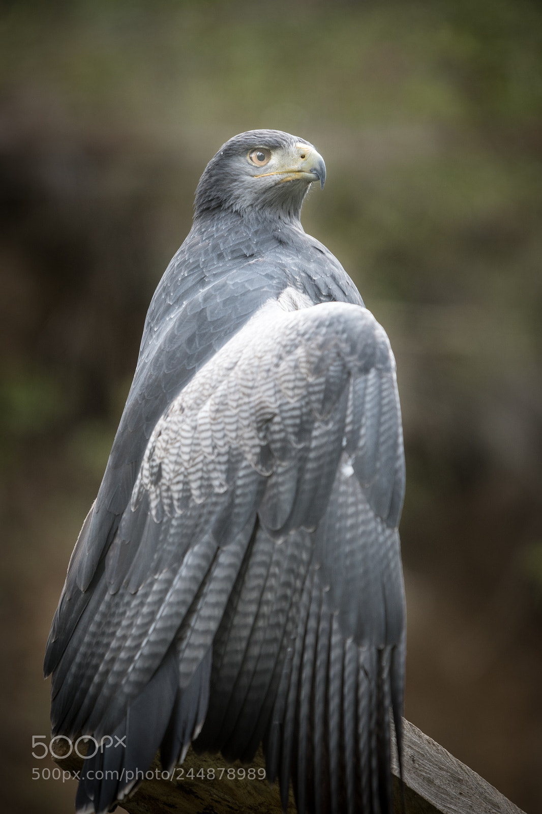 Nikon D500 sample photo. Zoo 2 photography