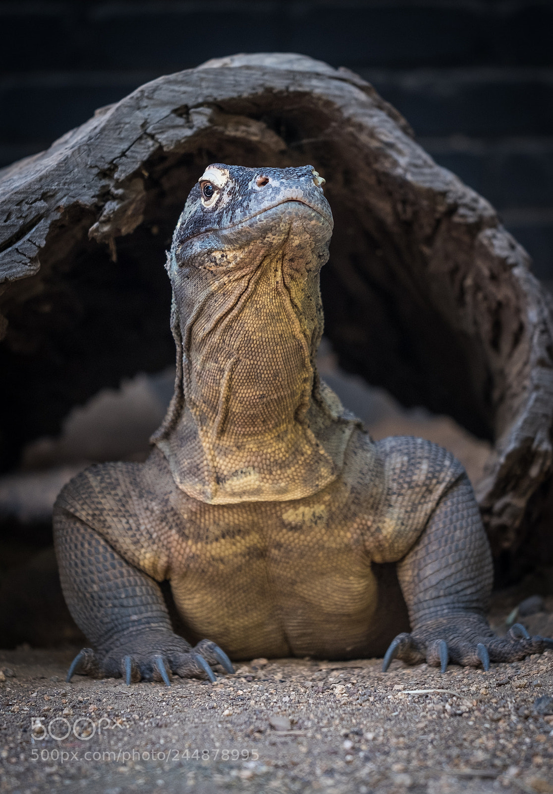 Fujifilm X-T2 sample photo. Komodo dragon photography