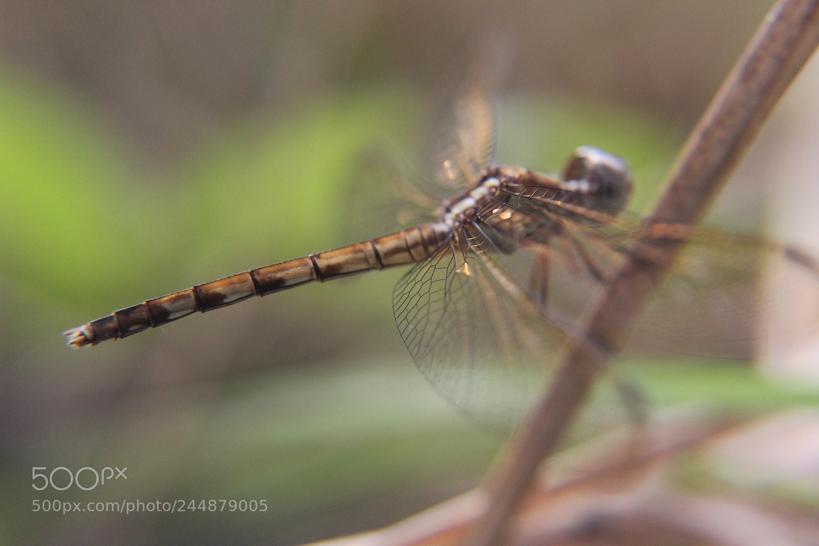 Canon EOS 1300D (EOS Rebel T6 / EOS Kiss X80) sample photo. Dragonfly photography