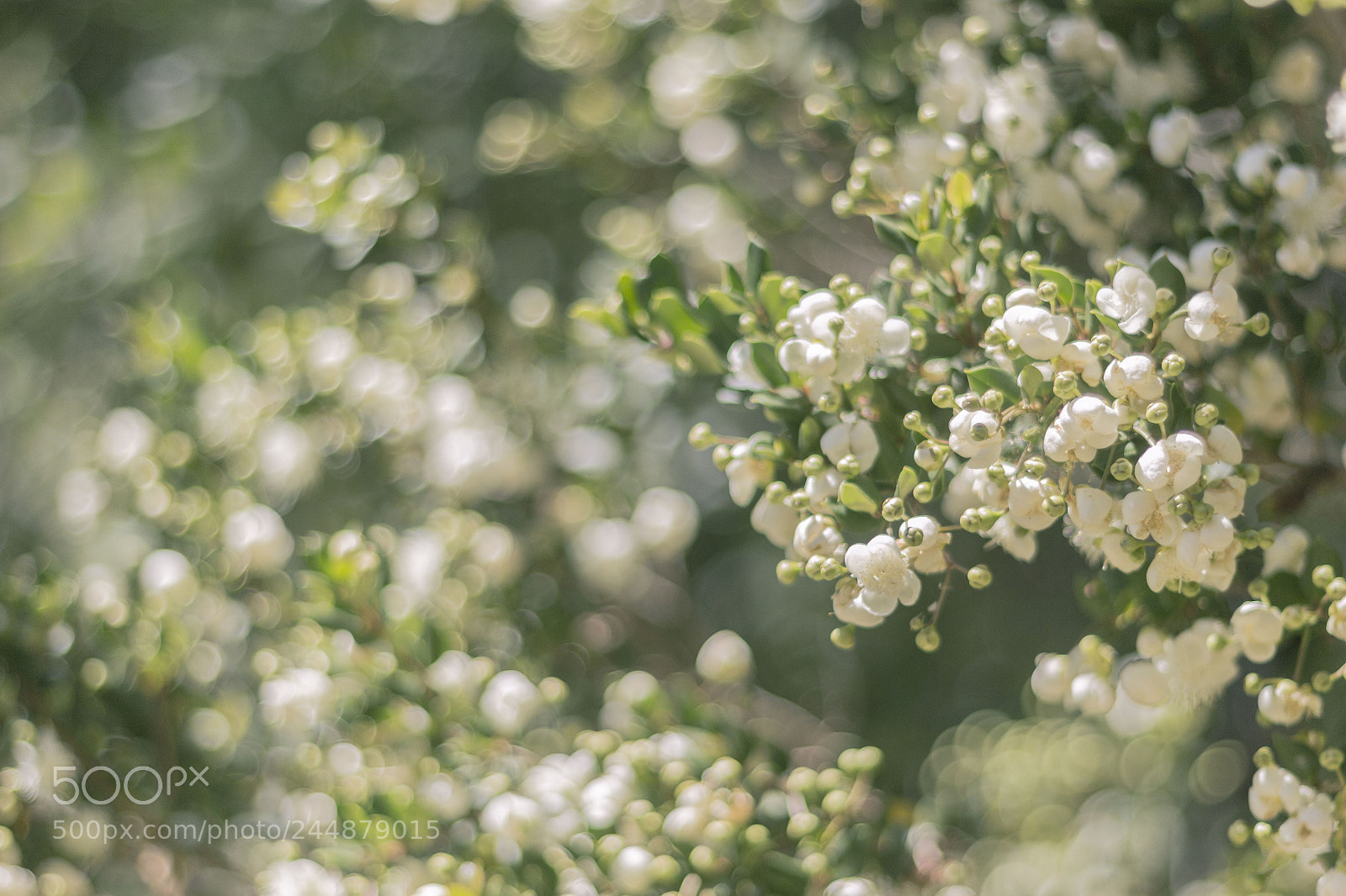 Canon EOS 60D sample photo. Reborn photography