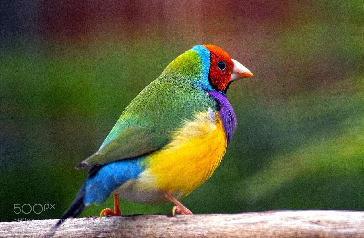 Sony Alpha DSLR-A300 sample photo. Gouldian finch photography