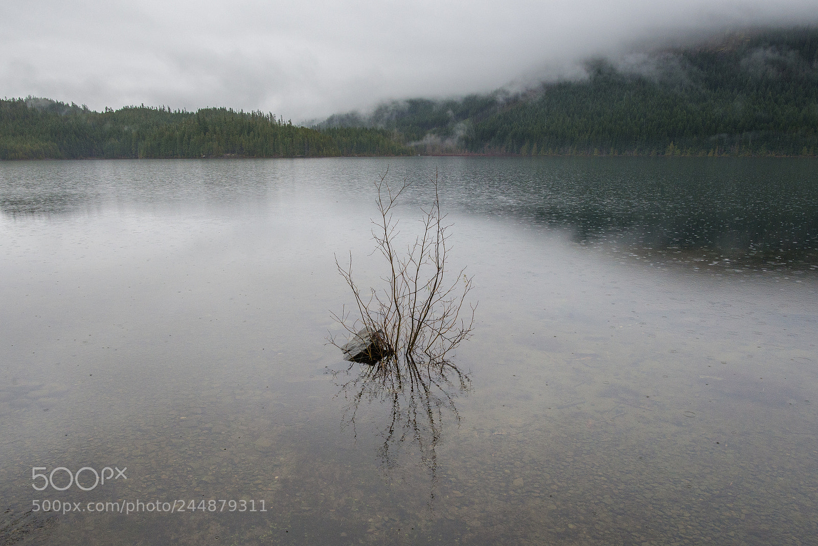 Nikon D610 sample photo. Plant in the lake photography