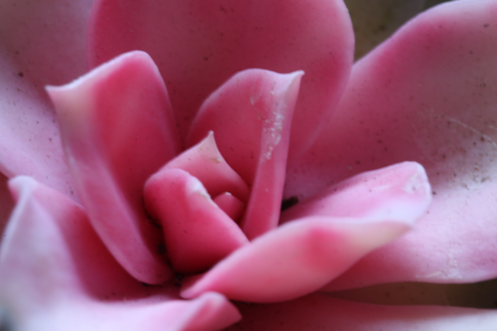 Canon EF 100mm F2.8L Macro IS USM sample photo