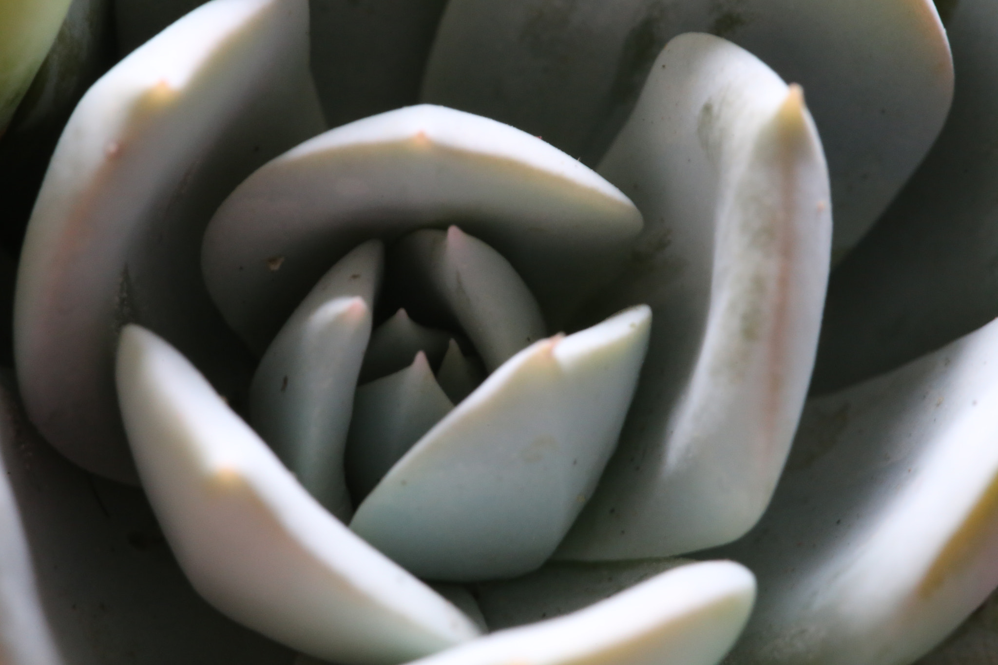 Canon EF 100mm F2.8L Macro IS USM sample photo