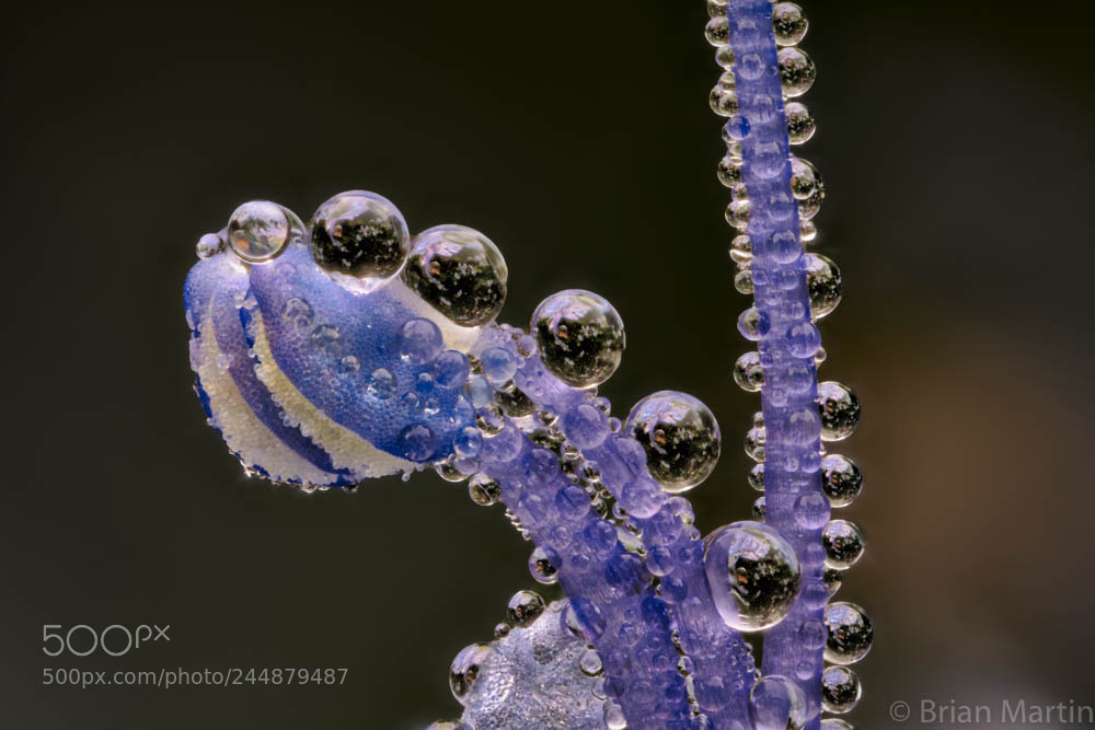 Sony a7R III sample photo. Zs pmax edit photography