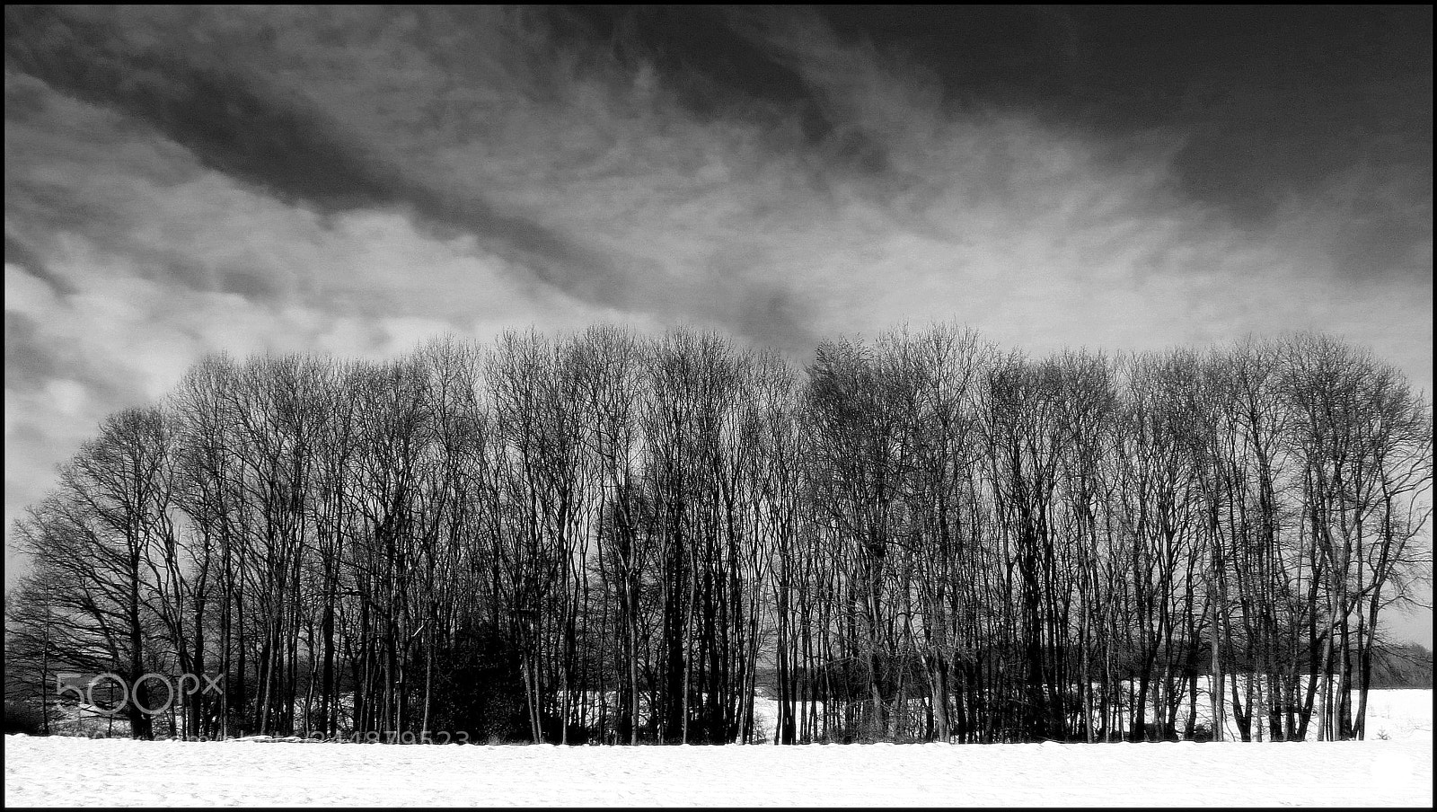 Canon PowerShot SX50 HS sample photo. My favorite little forrest photography