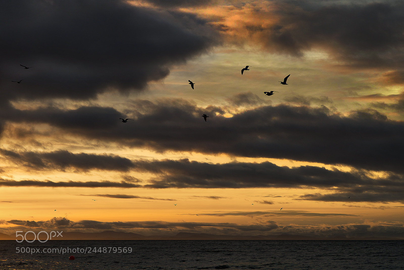 Nikon D600 sample photo. Seagull sunset photography