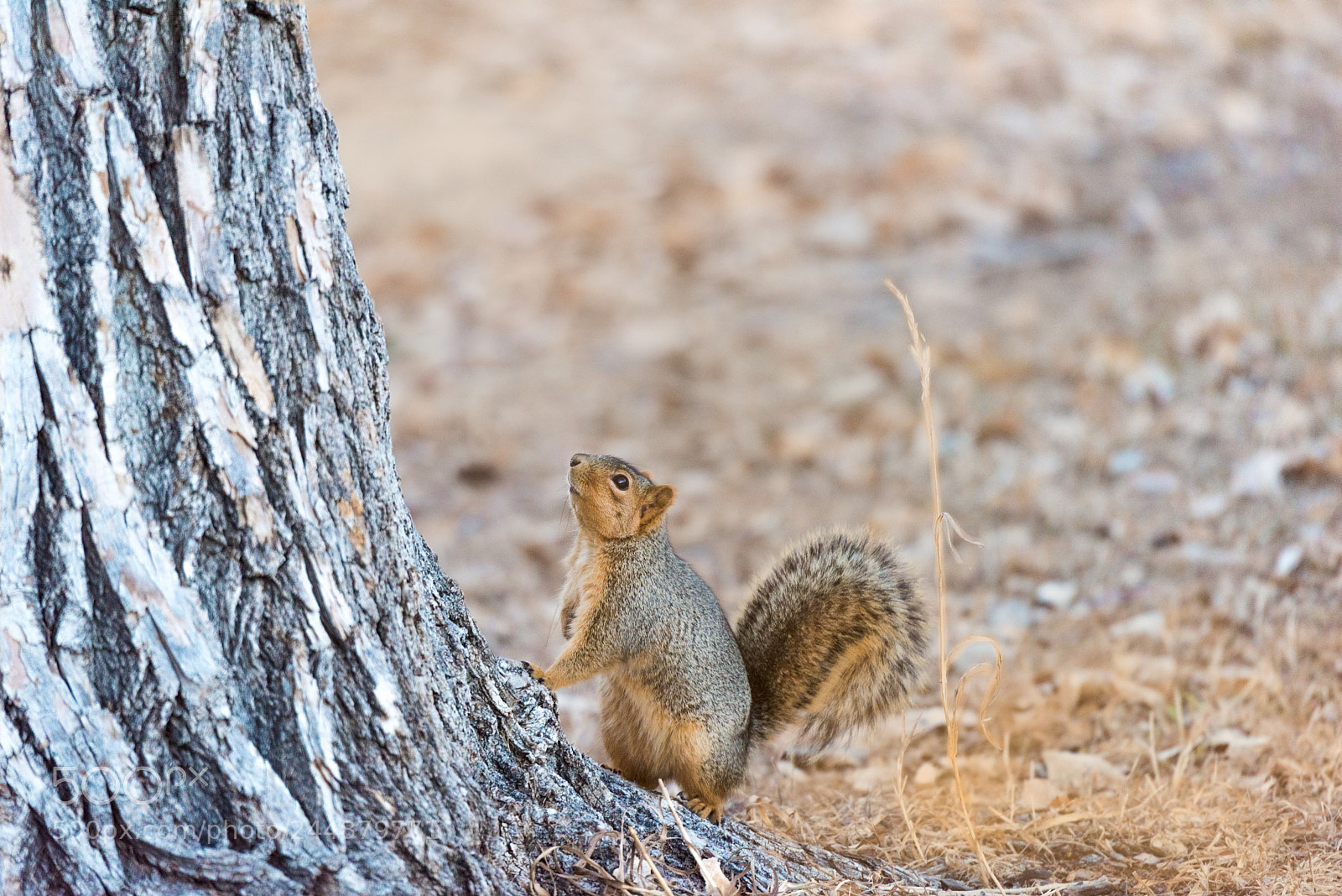 Nikon D810 sample photo. Squirrel 2 photography