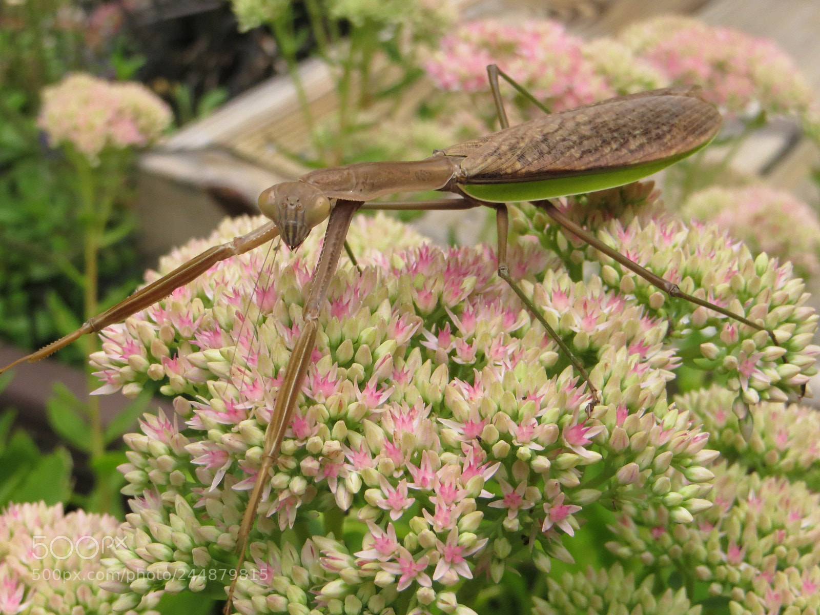Canon PowerShot SX260 HS sample photo. Img photography