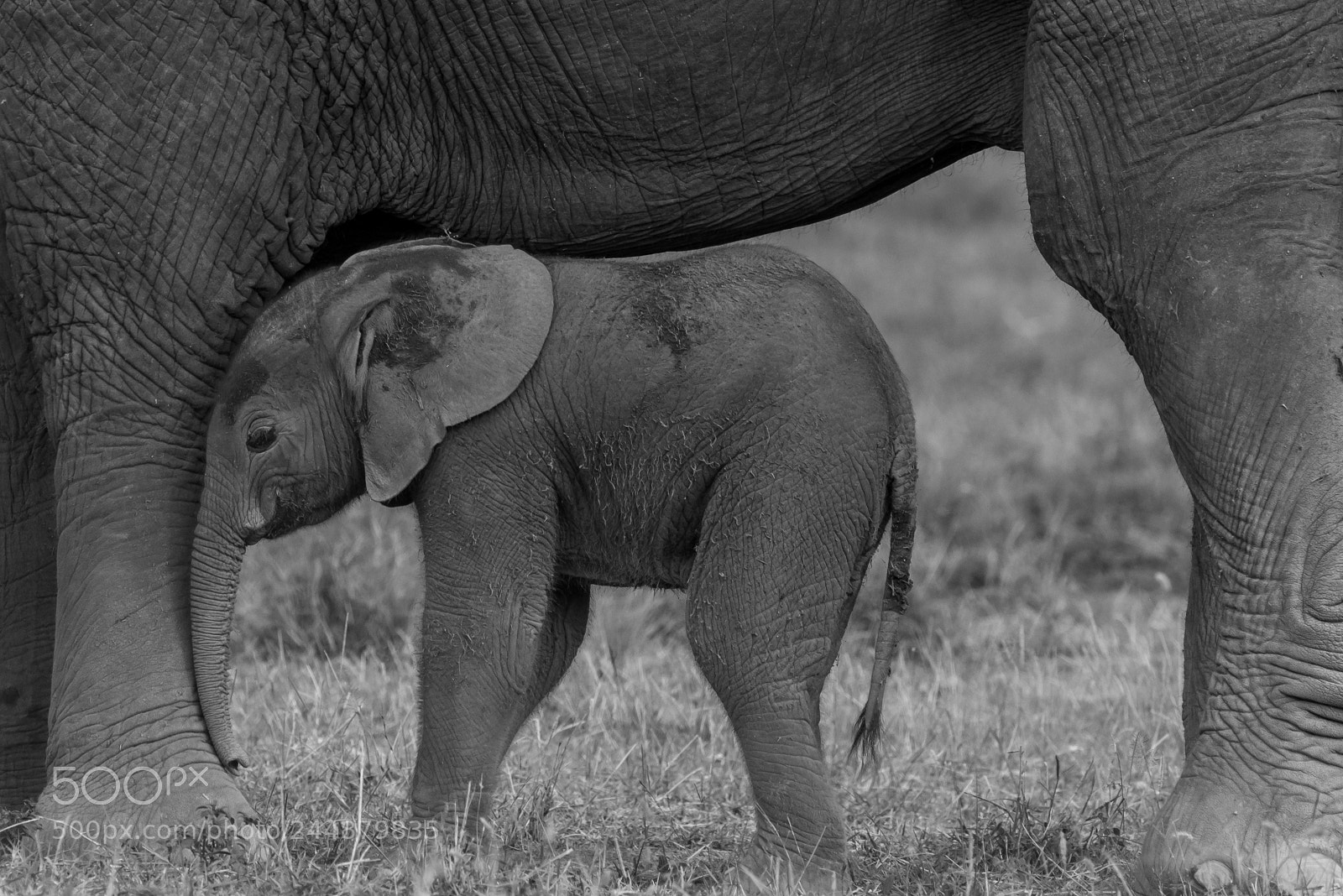 Nikon D800E sample photo. Baby elephant photography