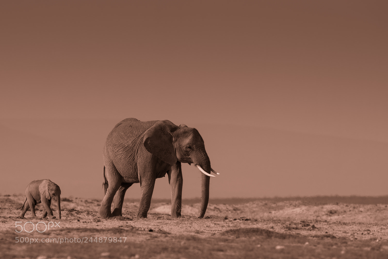 Nikon D800E sample photo. Elephants sepia photography