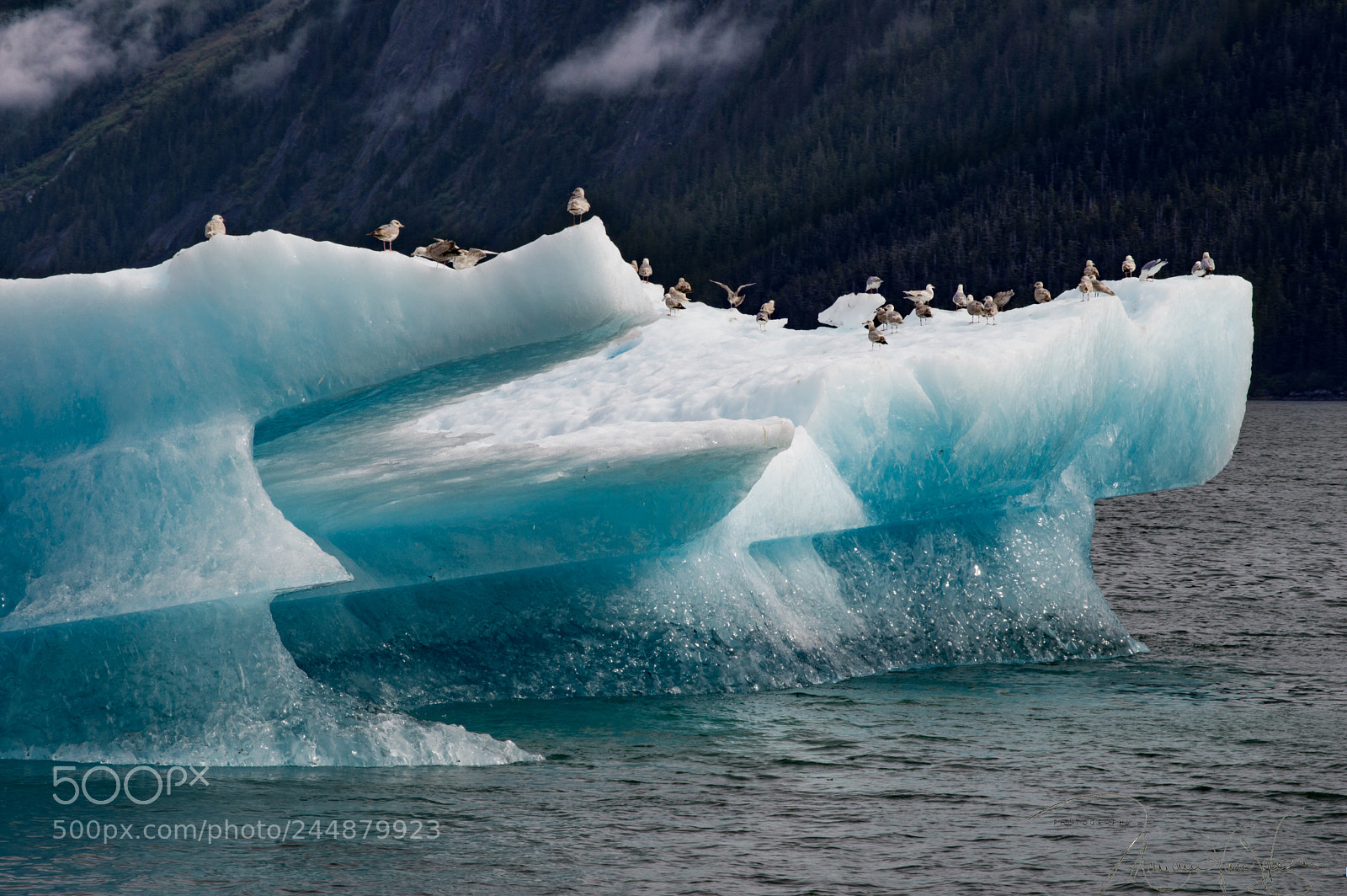 Nikon D3200 sample photo. Birds on ice photography