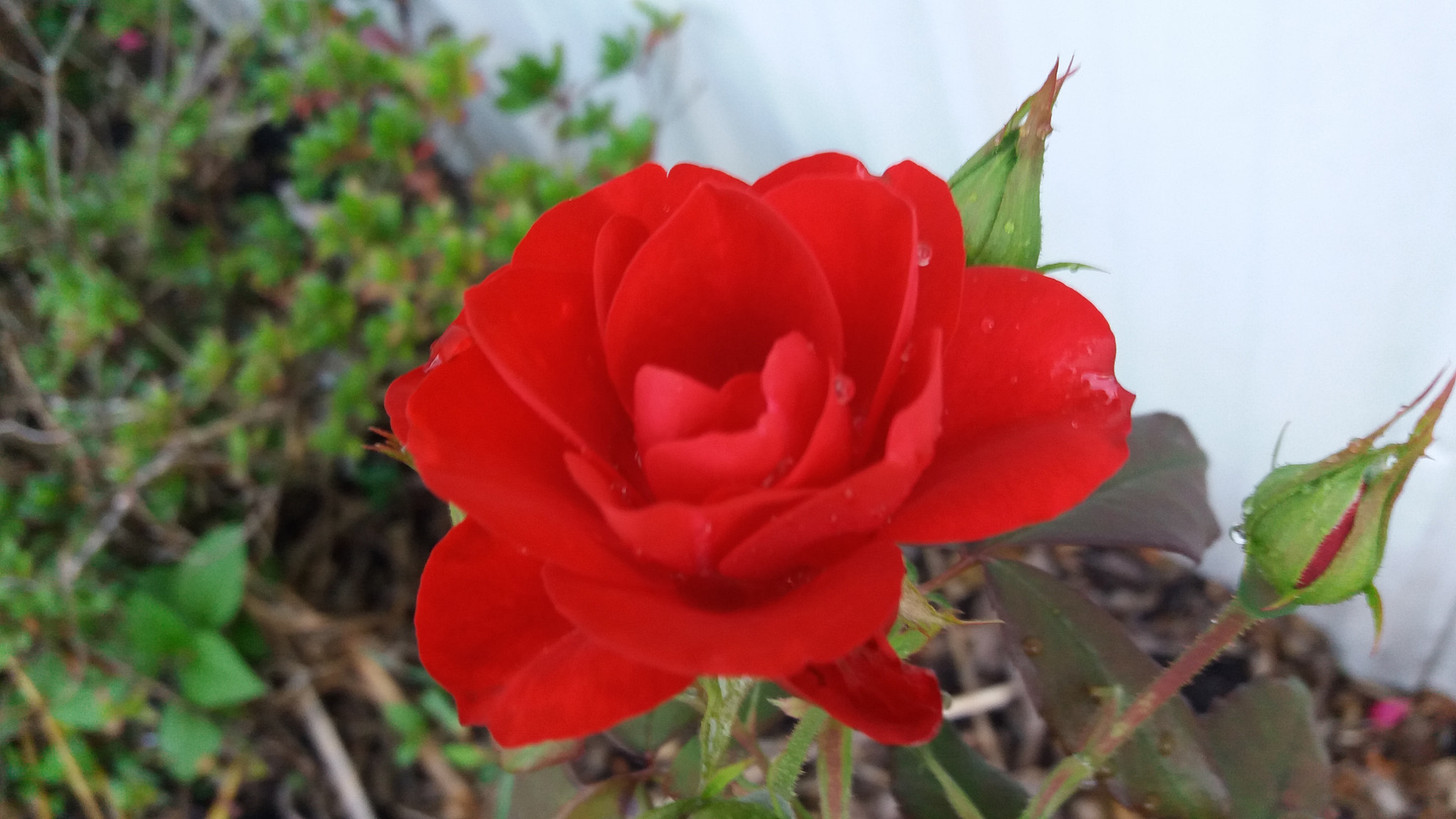 Samsung Galaxy J7(2015) sample photo. Red rose photography