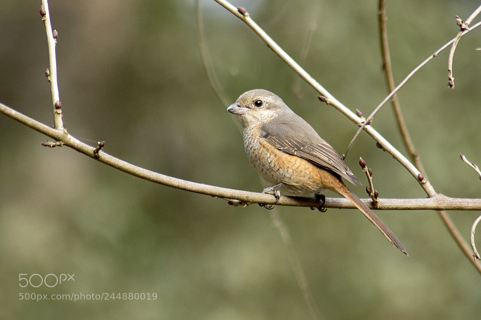 Nikon D7200 sample photo. Brown shrike photography