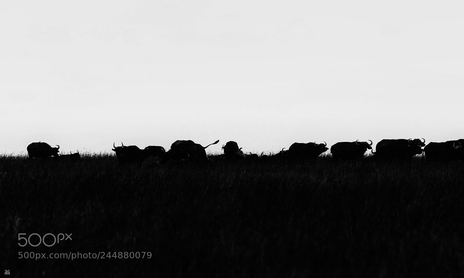 Nikon D7200 sample photo. African buffalo / cape buffalo photography