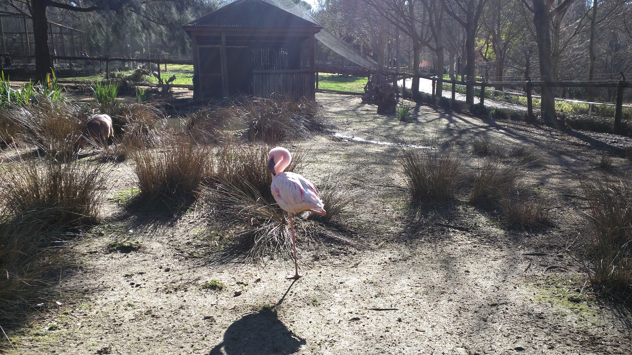 Motorola Nexus 6 sample photo. Flamingo. photography