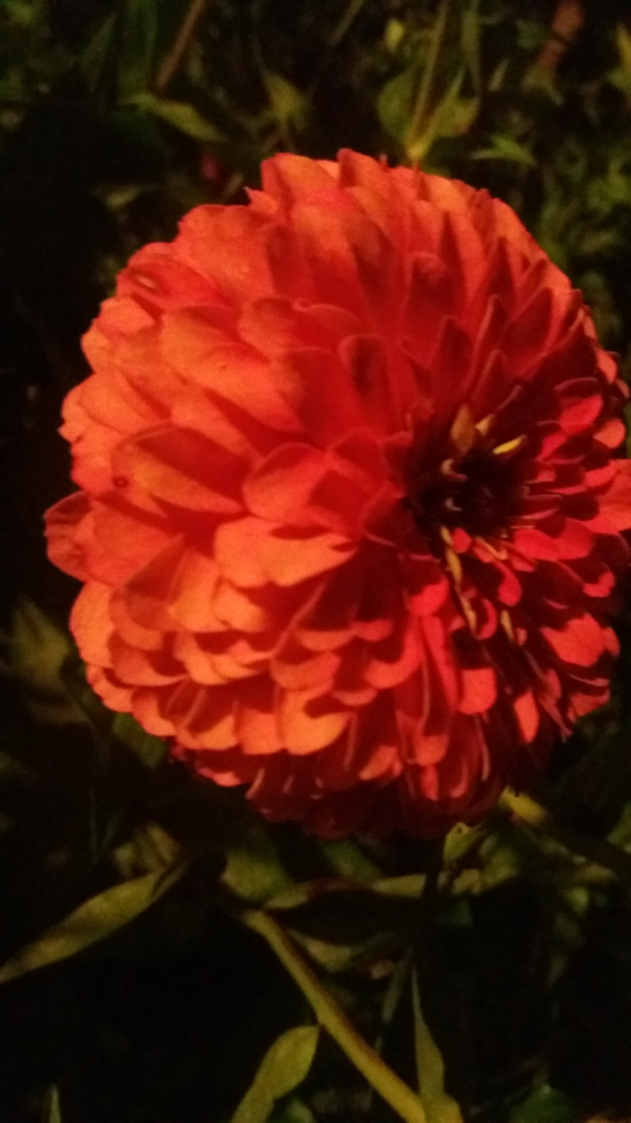 Samsung Galaxy J7(2015) sample photo. Dahlia photography