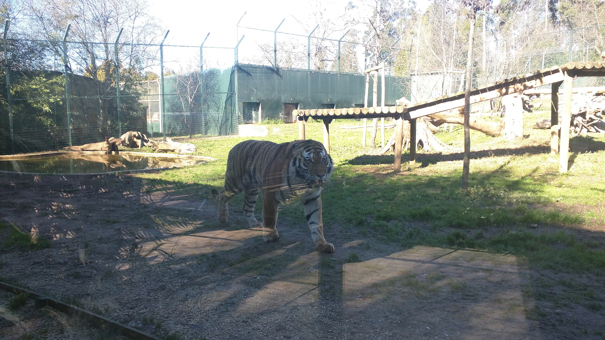 Motorola Nexus 6 sample photo. Tiger. photography