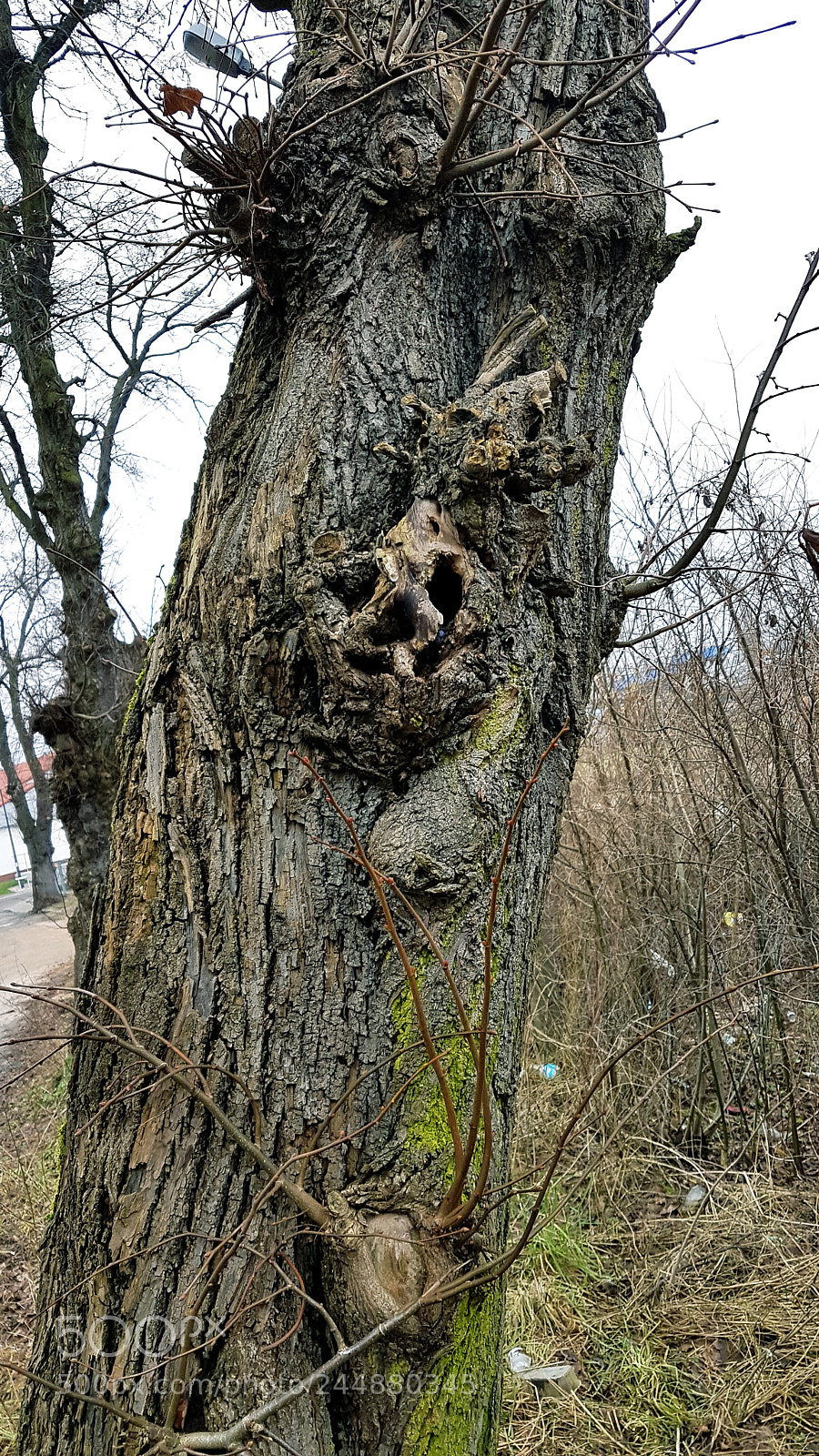 Samsung Galaxy S7 Edge sample photo. Wooden skull photography