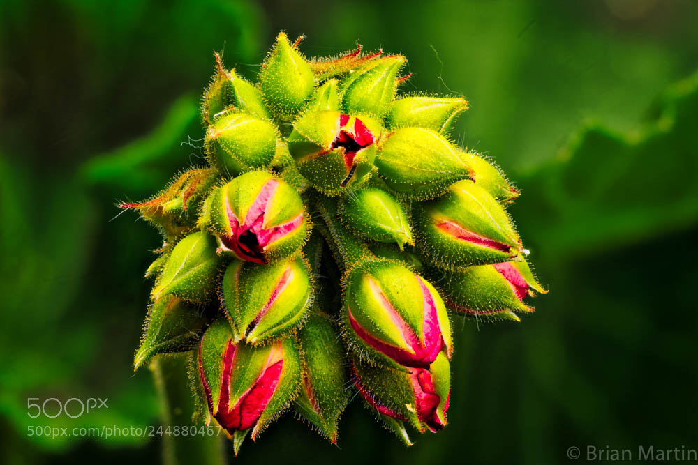 Sony a7R II sample photo. Zs pmax aurorahdr photography