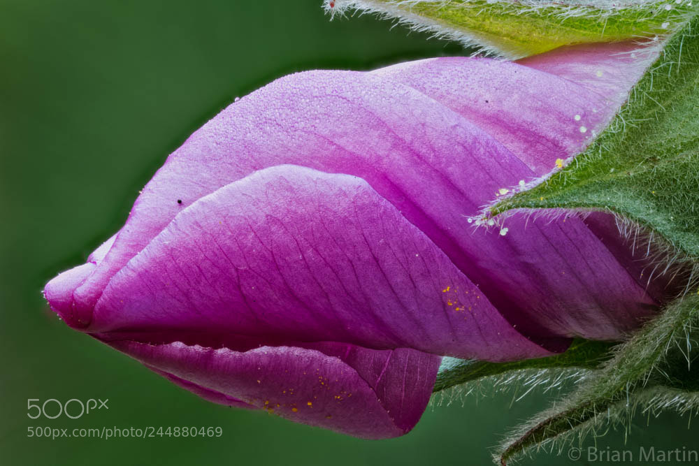 Sony a7R II sample photo. Zs pmax edit photography