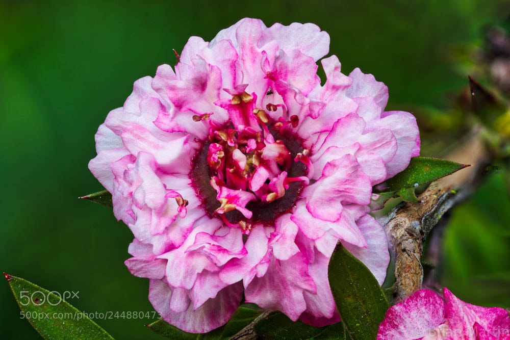 Sony a7R II sample photo. Zs pmax edit photography