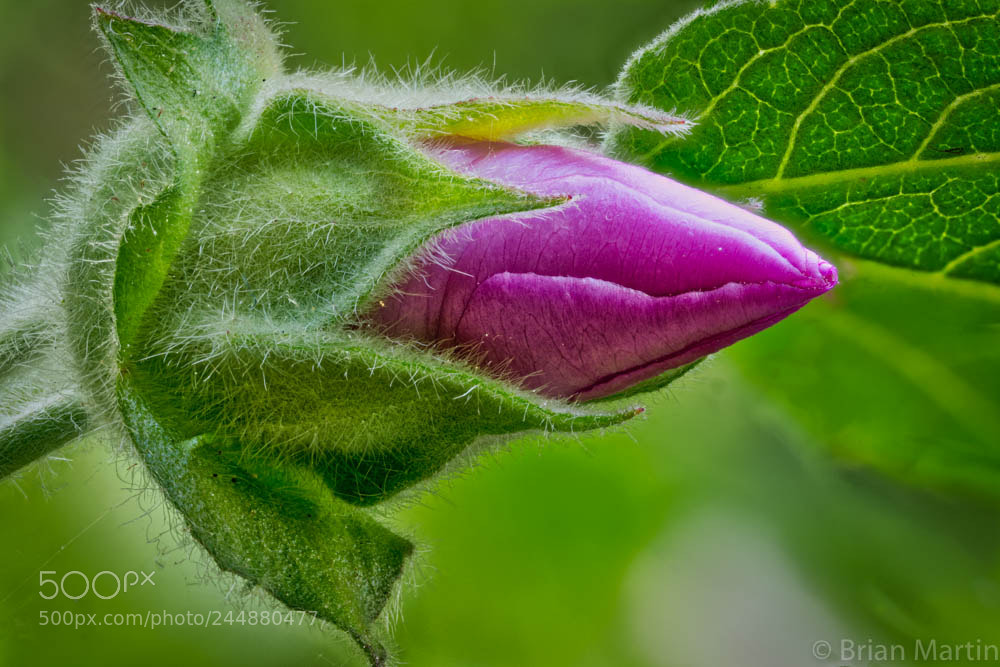 Sony a7R II sample photo. Zs pmax edit photography