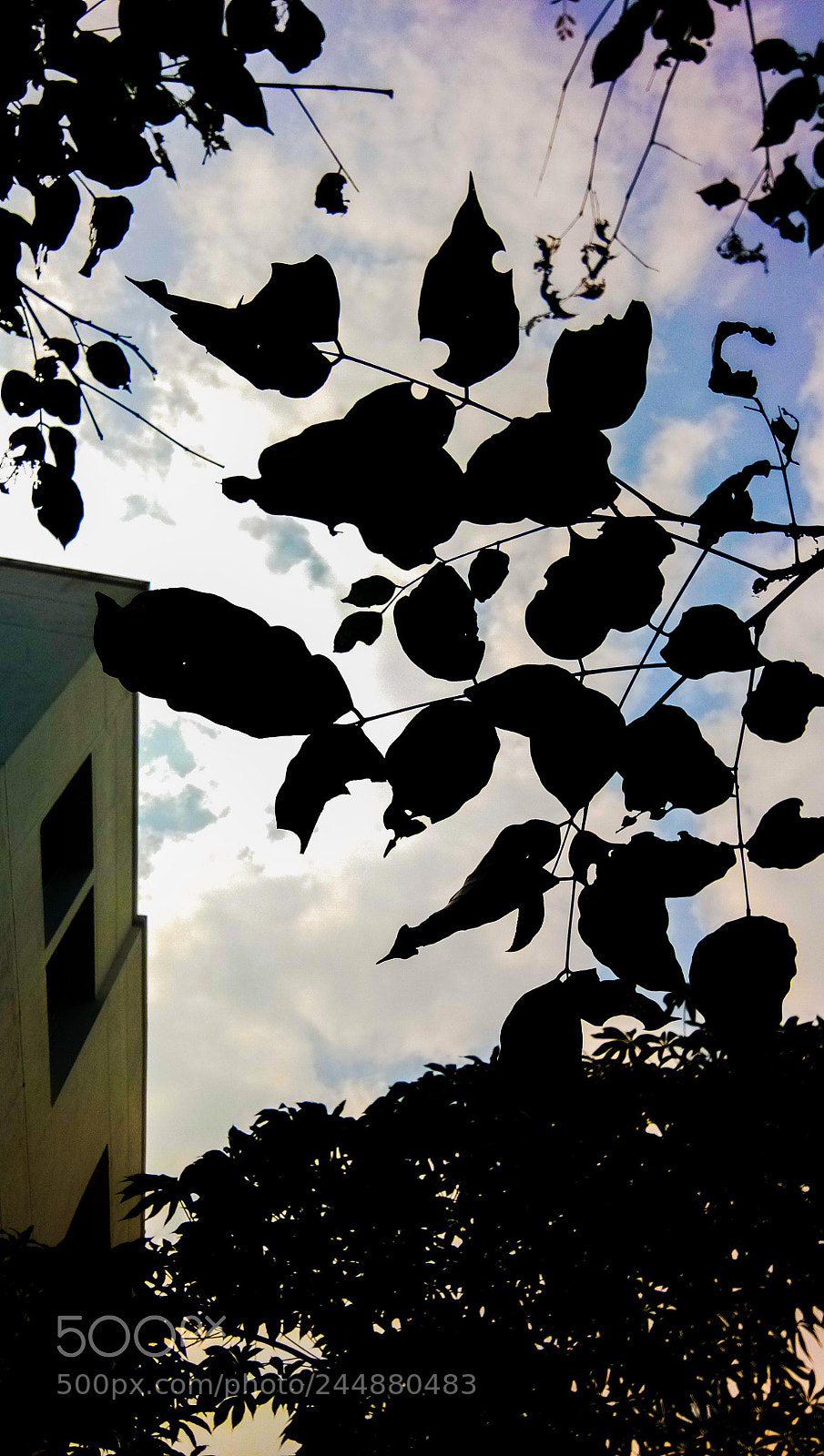 vivo 1601 sample photo. Untitled photography