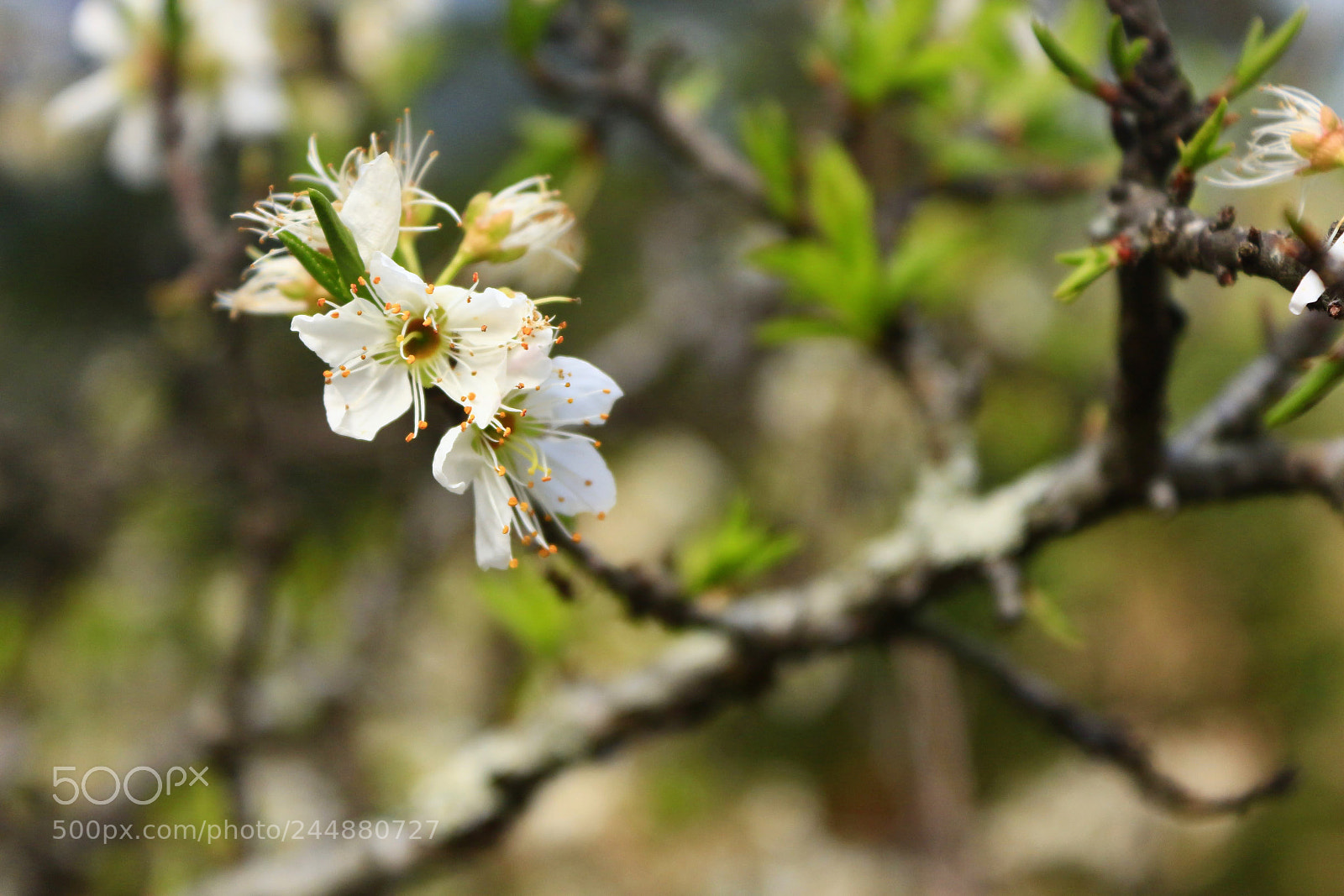 Canon EOS 650D (EOS Rebel T4i / EOS Kiss X6i) sample photo. Untitled photography