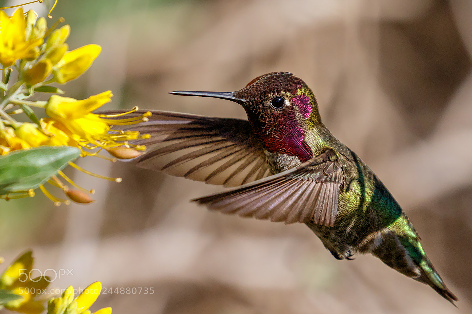 Canon EOS 7D Mark II sample photo. By the yellow flower photography