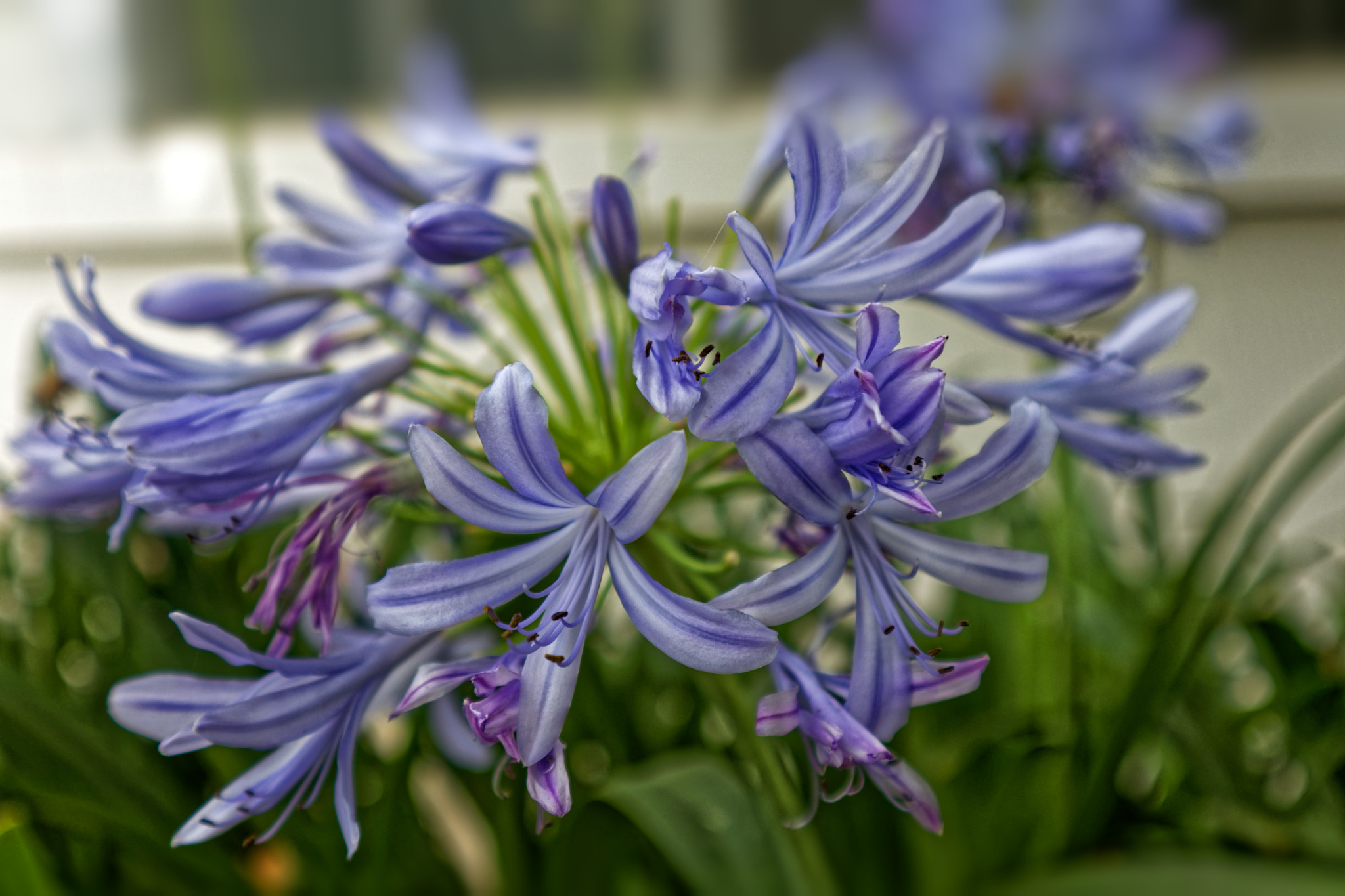 Canon EOS M5 sample photo. Blue photography