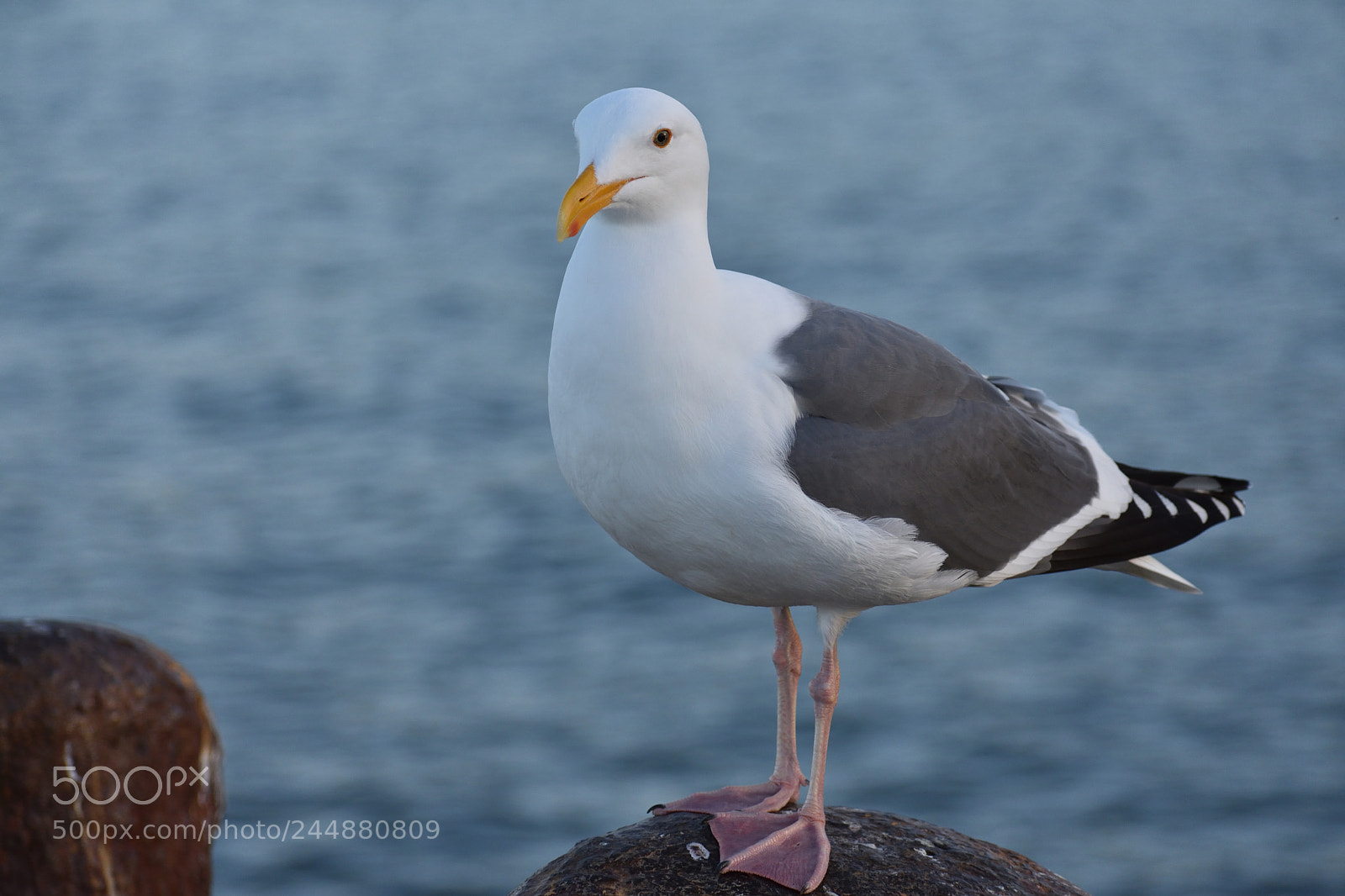Nikon D3400 sample photo. A seagull at a photography