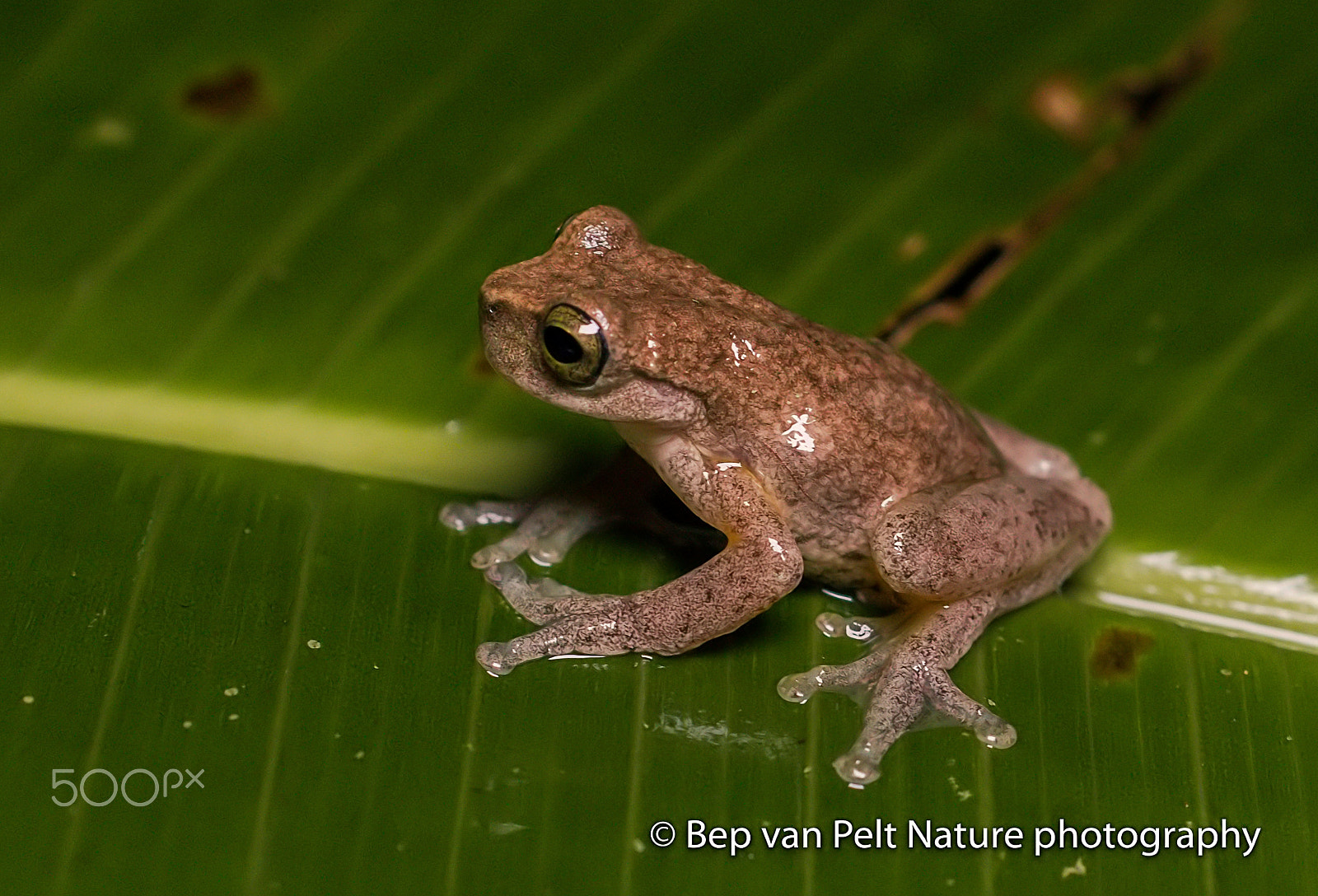 Sigma 50mm F2.8 EX DG Macro sample photo. Tree frog in the tropical highland forest photography
