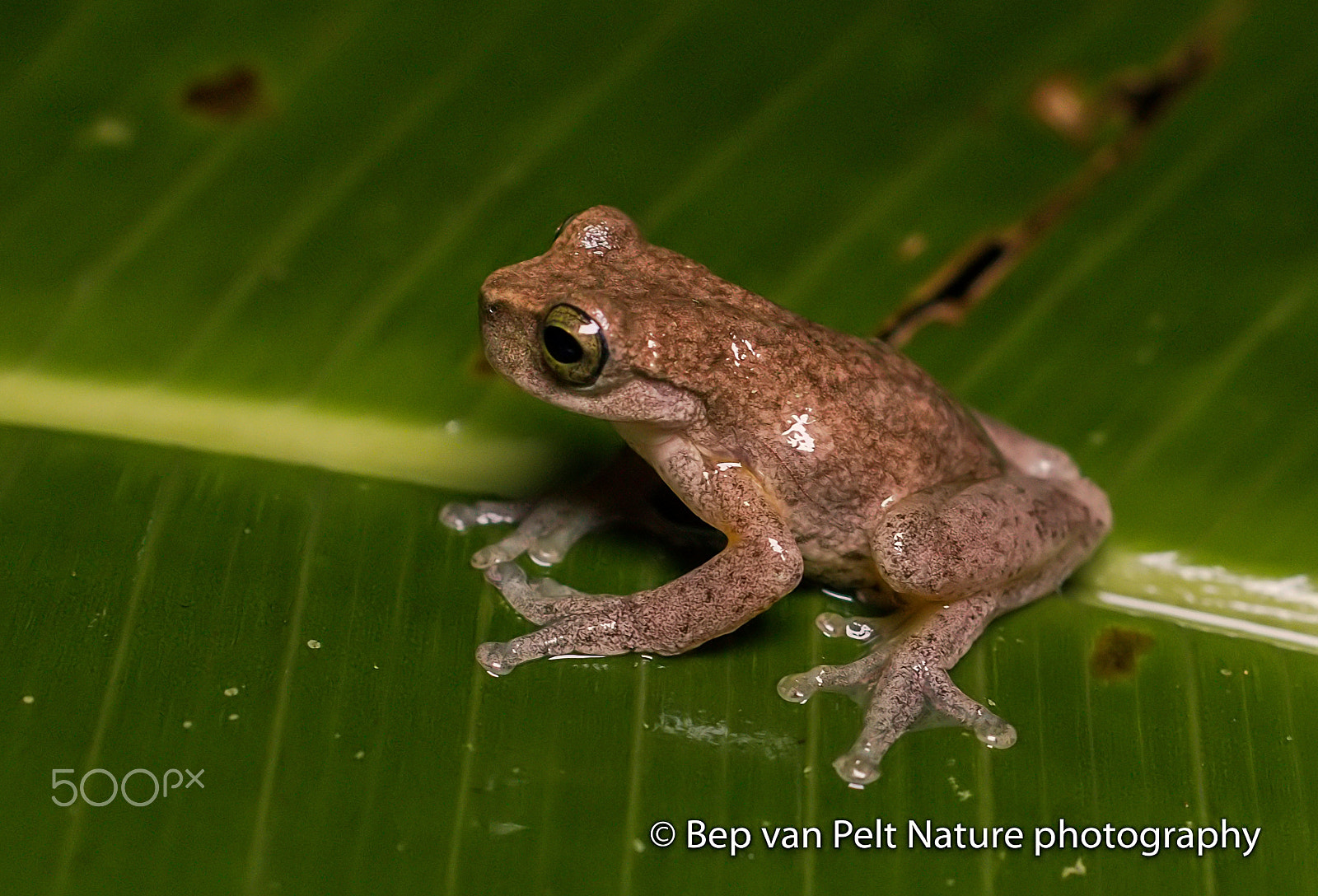 Nikon D500 + Sigma 50mm F2.8 EX DG Macro sample photo. Tree frog in the tropical highland forest photography