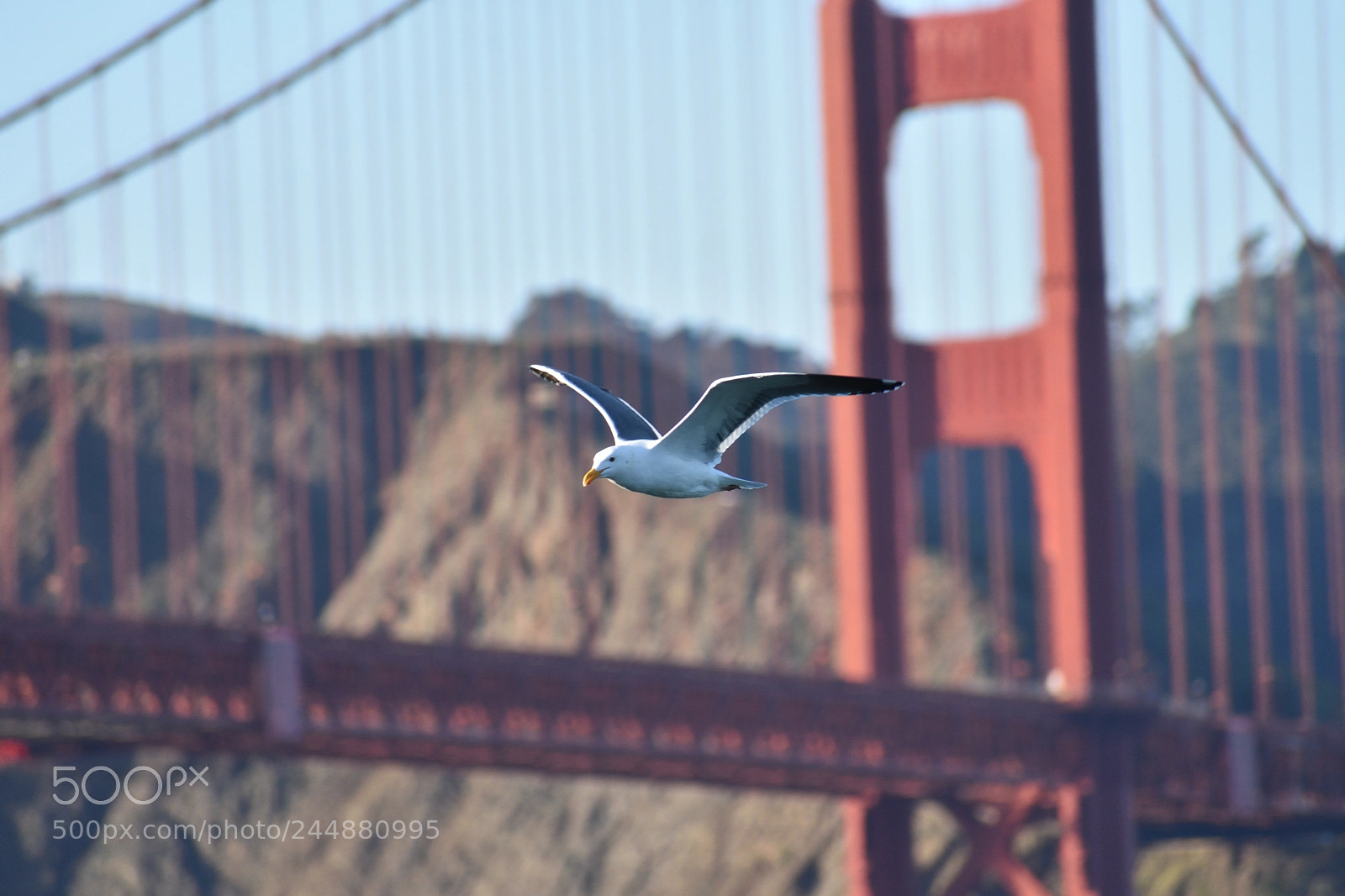 Nikon D3400 sample photo. A seagull flying around photography