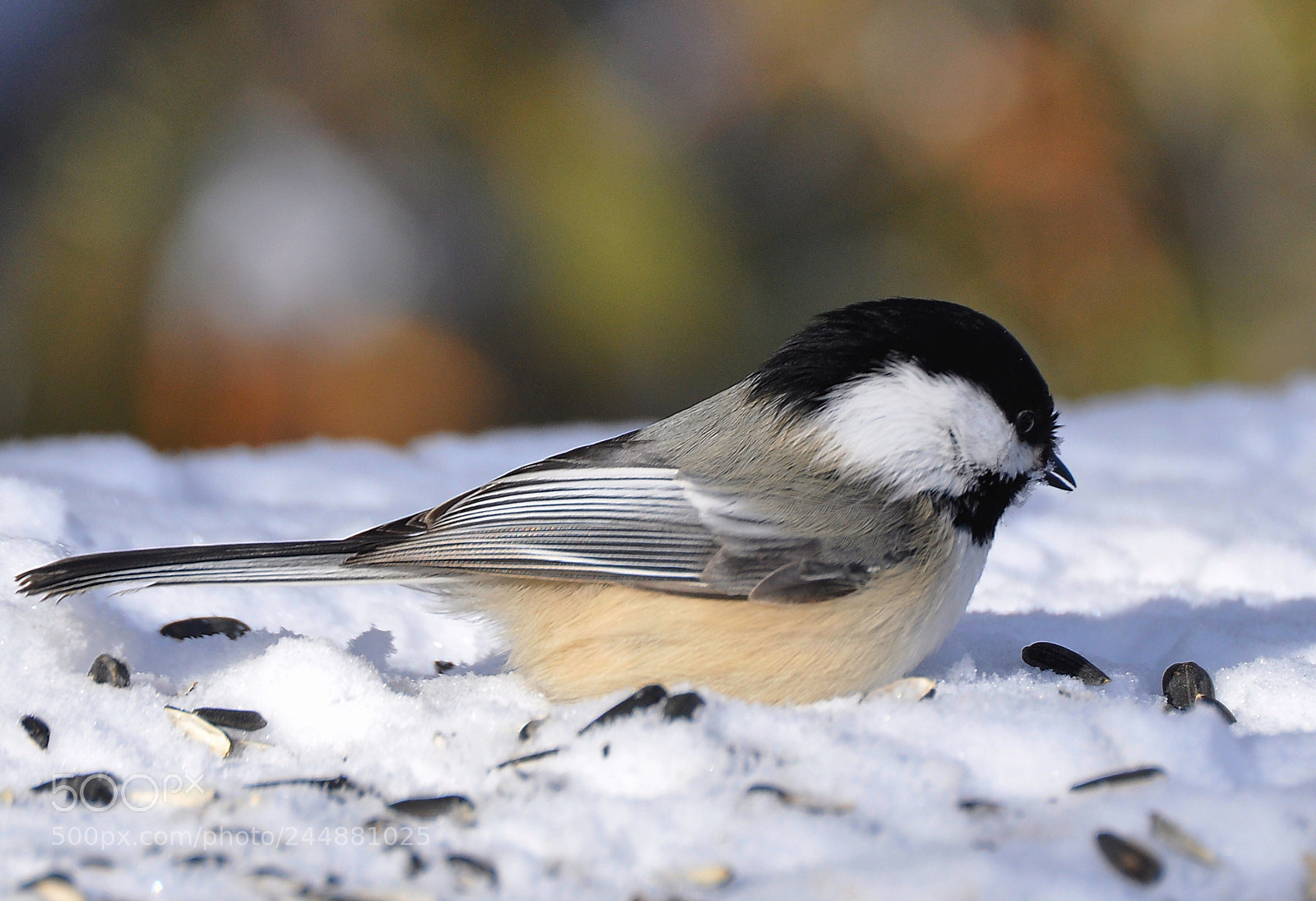 Nikon D90 sample photo. Black capped chickadee photography