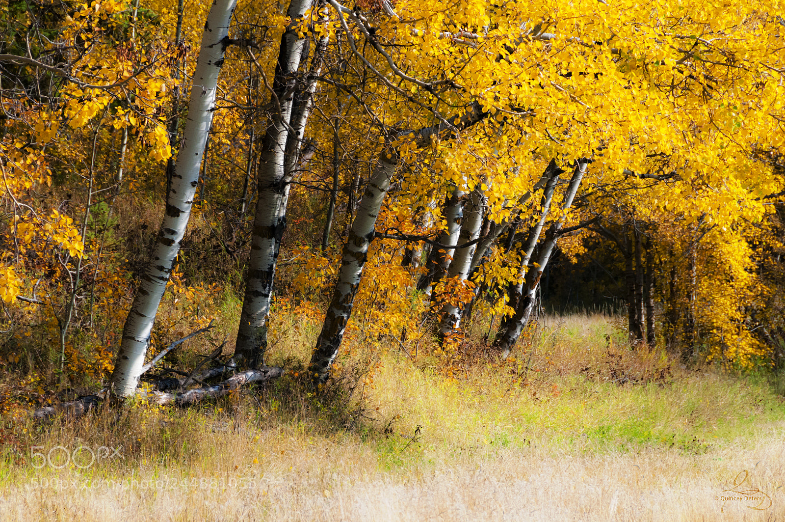 Nikon D300 sample photo. Fall at it's finest photography