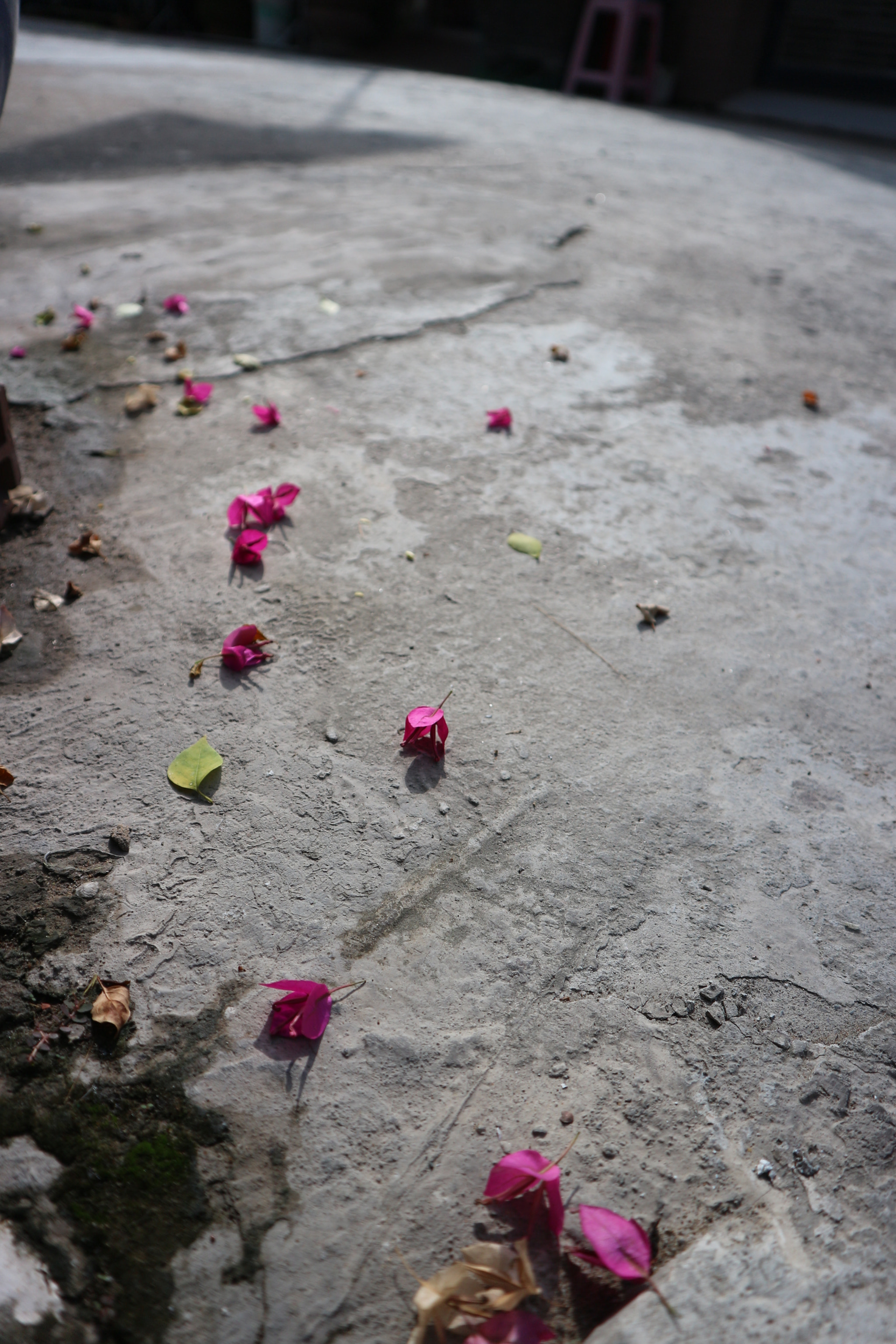 Canon EOS M10 sample photo. Bougainvillaea photography