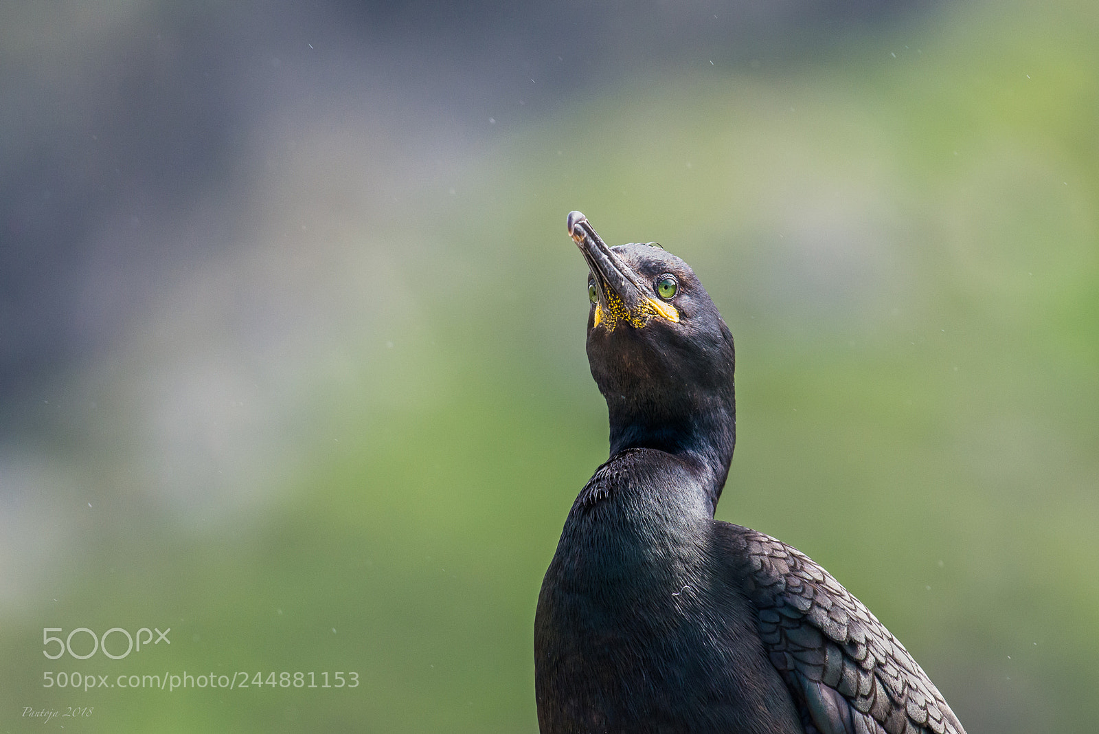 Nikon D600 sample photo. European shag photography