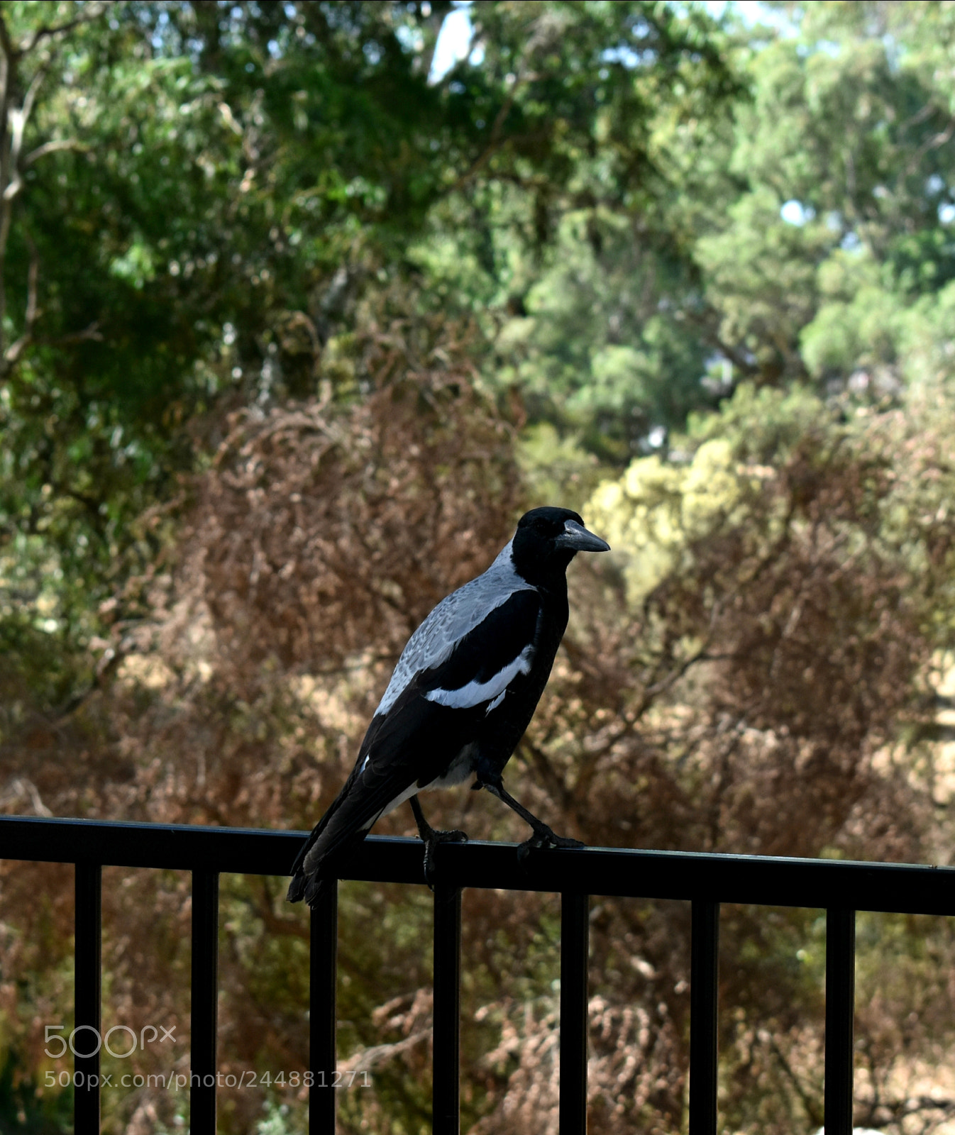 Nikon D5600 sample photo. Maggie photography