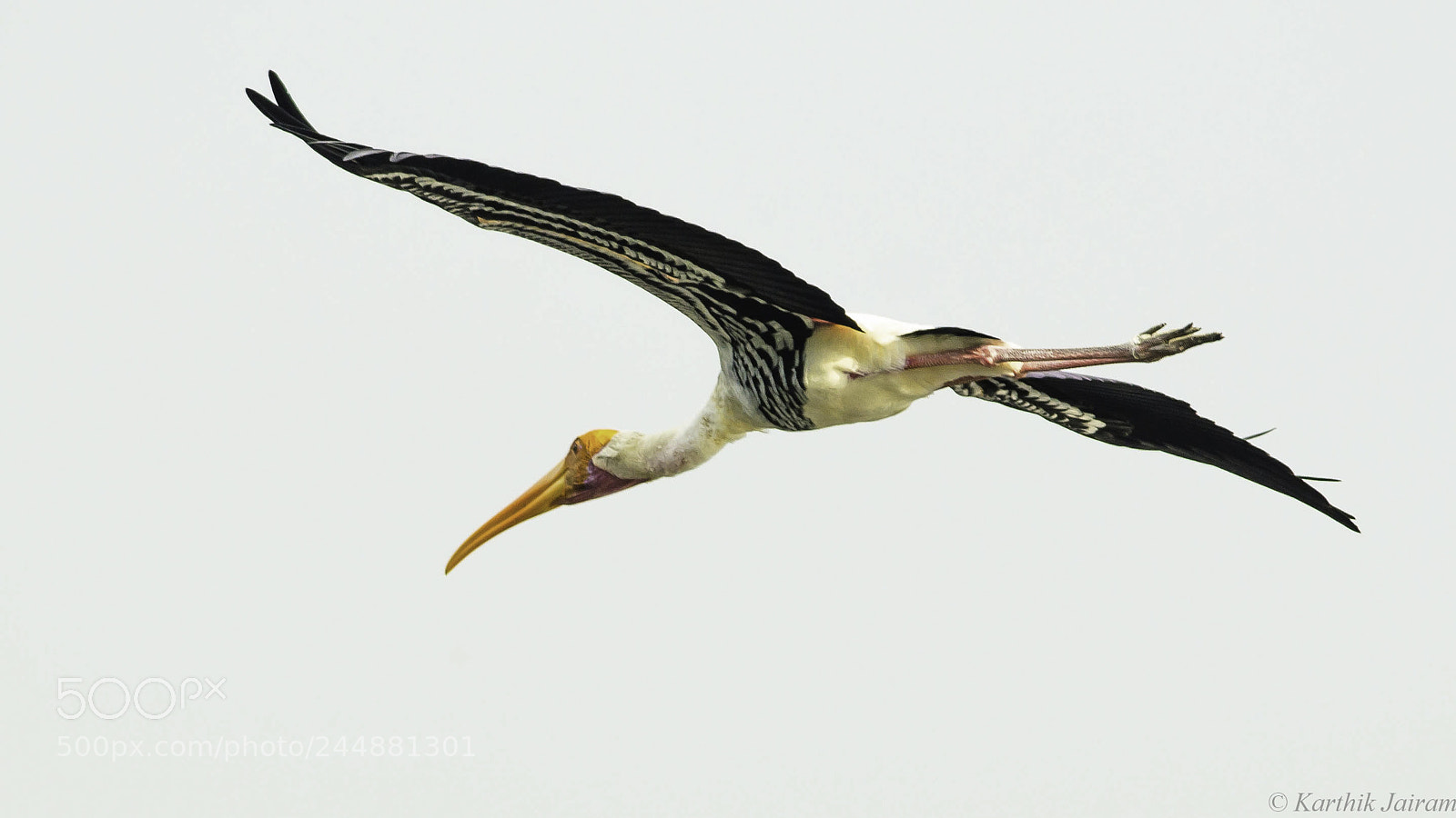 Nikon D5100 sample photo. Painted stork photography