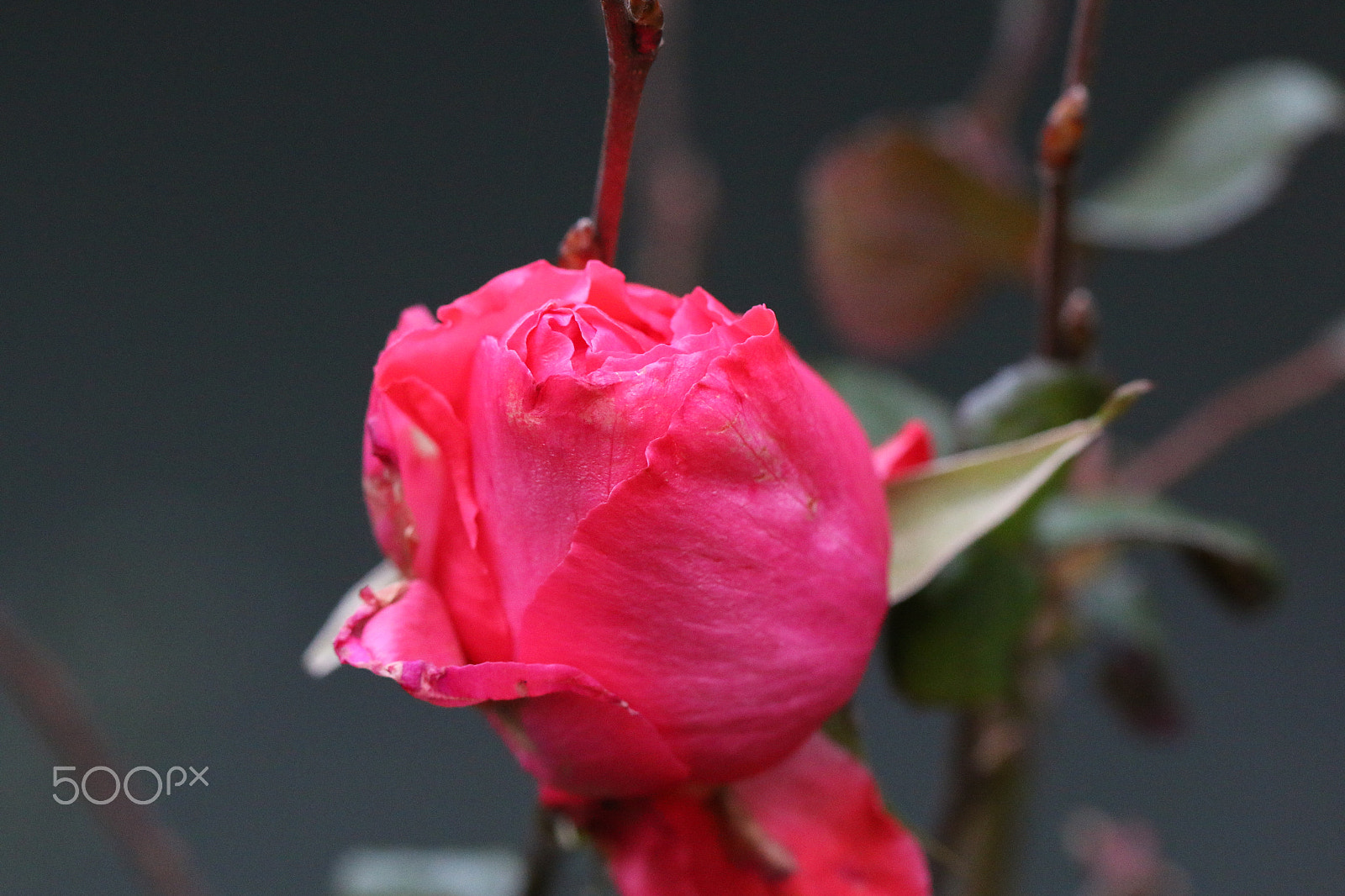 Canon EF 100mm F2.8L Macro IS USM sample photo. Winter rose photography