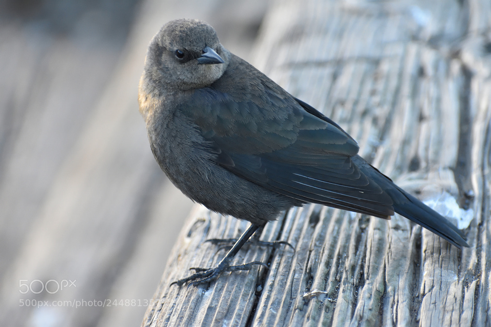 Nikon D3400 sample photo. A grey seabird in photography