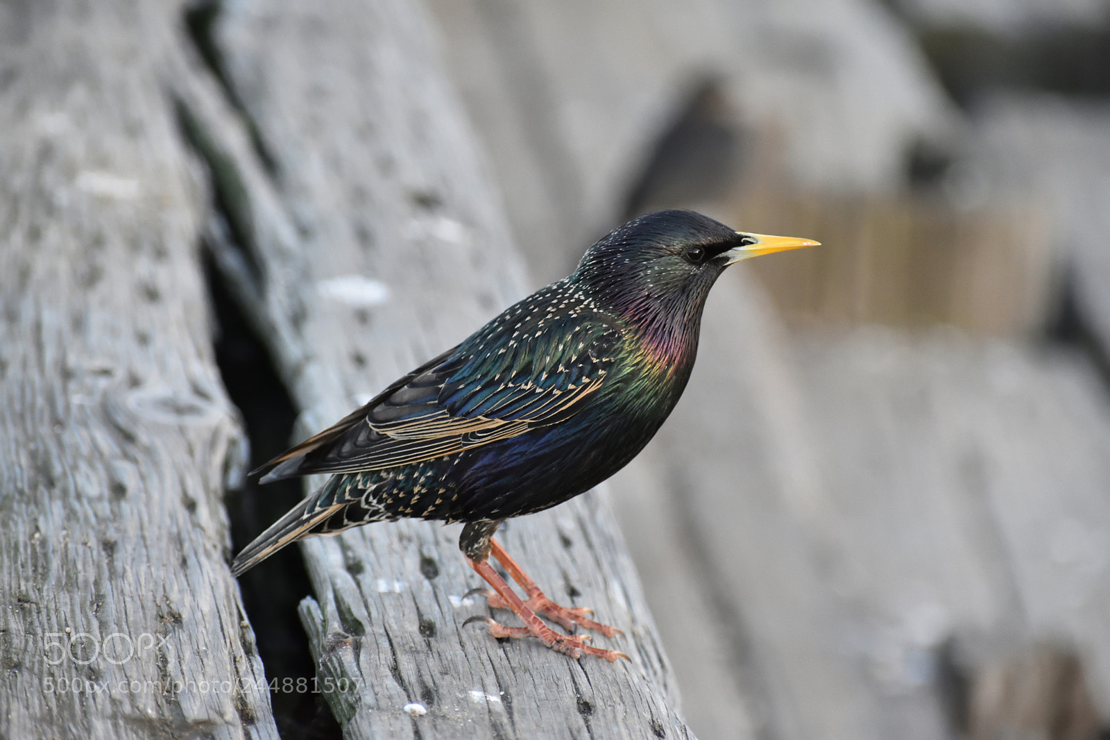 Nikon D3400 sample photo. A black colorful seabird photography
