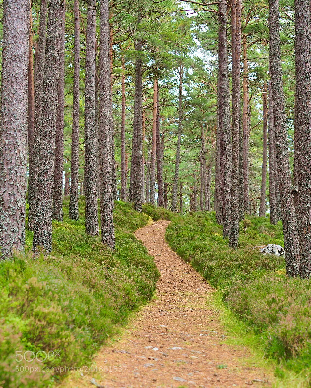 Olympus PEN-F sample photo. "pine forest trail" photography