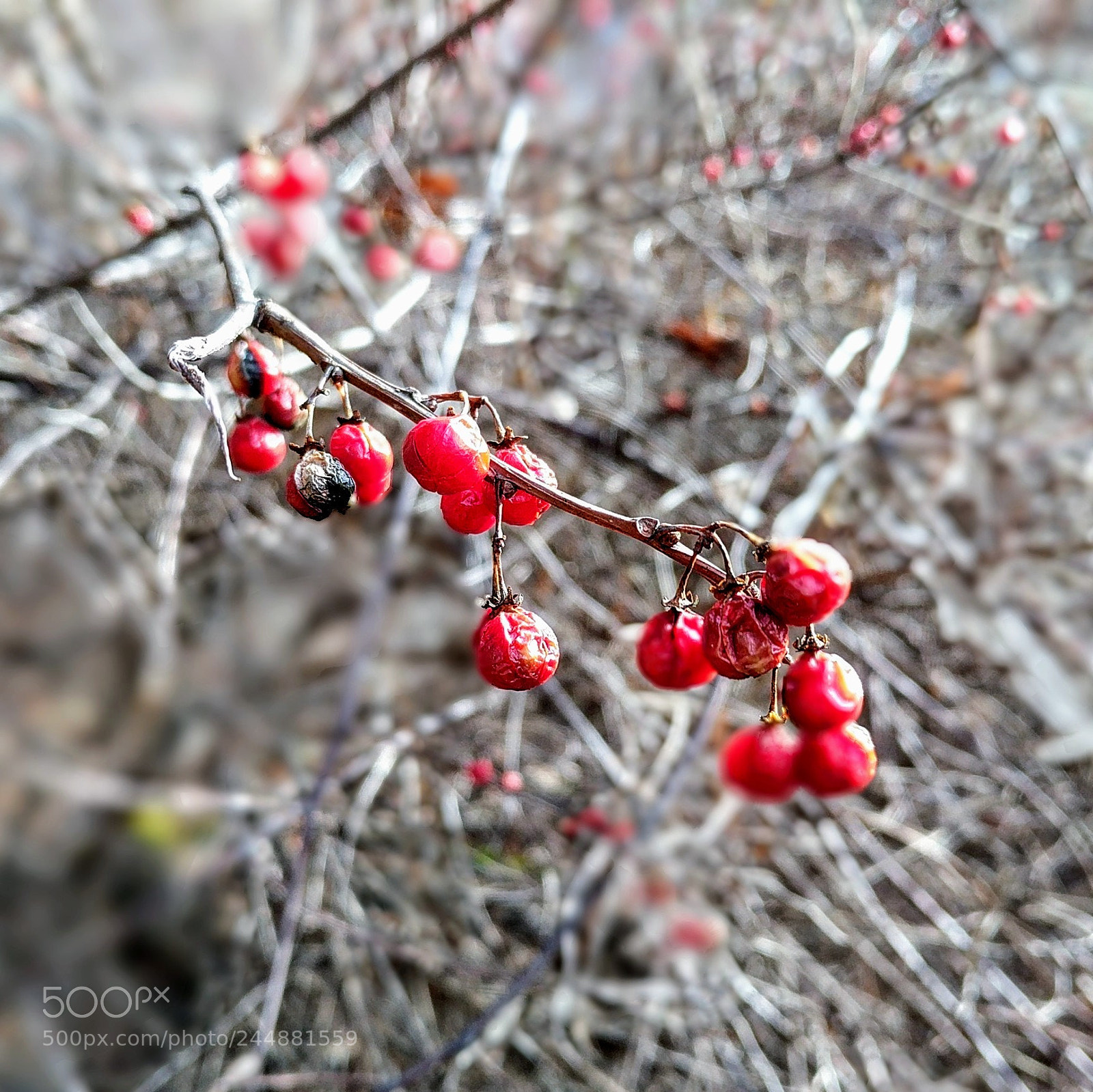 Google Pixel sample photo. Winter red photography