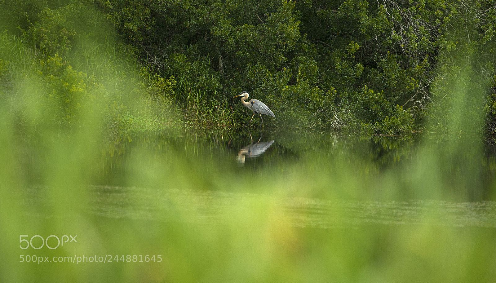 Nikon D3S sample photo. Great blue heron photography
